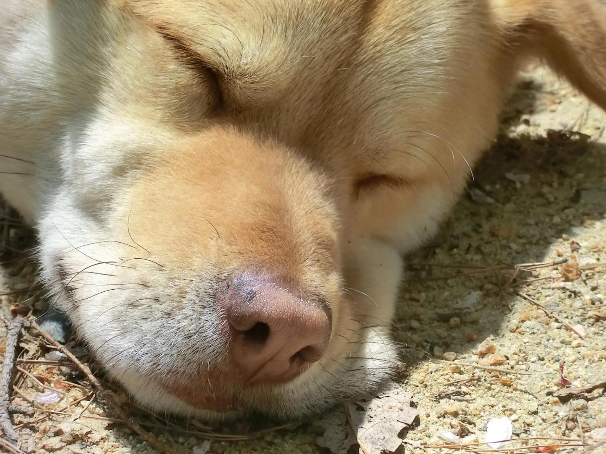 Pets in Canadian Loghouse Inn AzuminoYujin