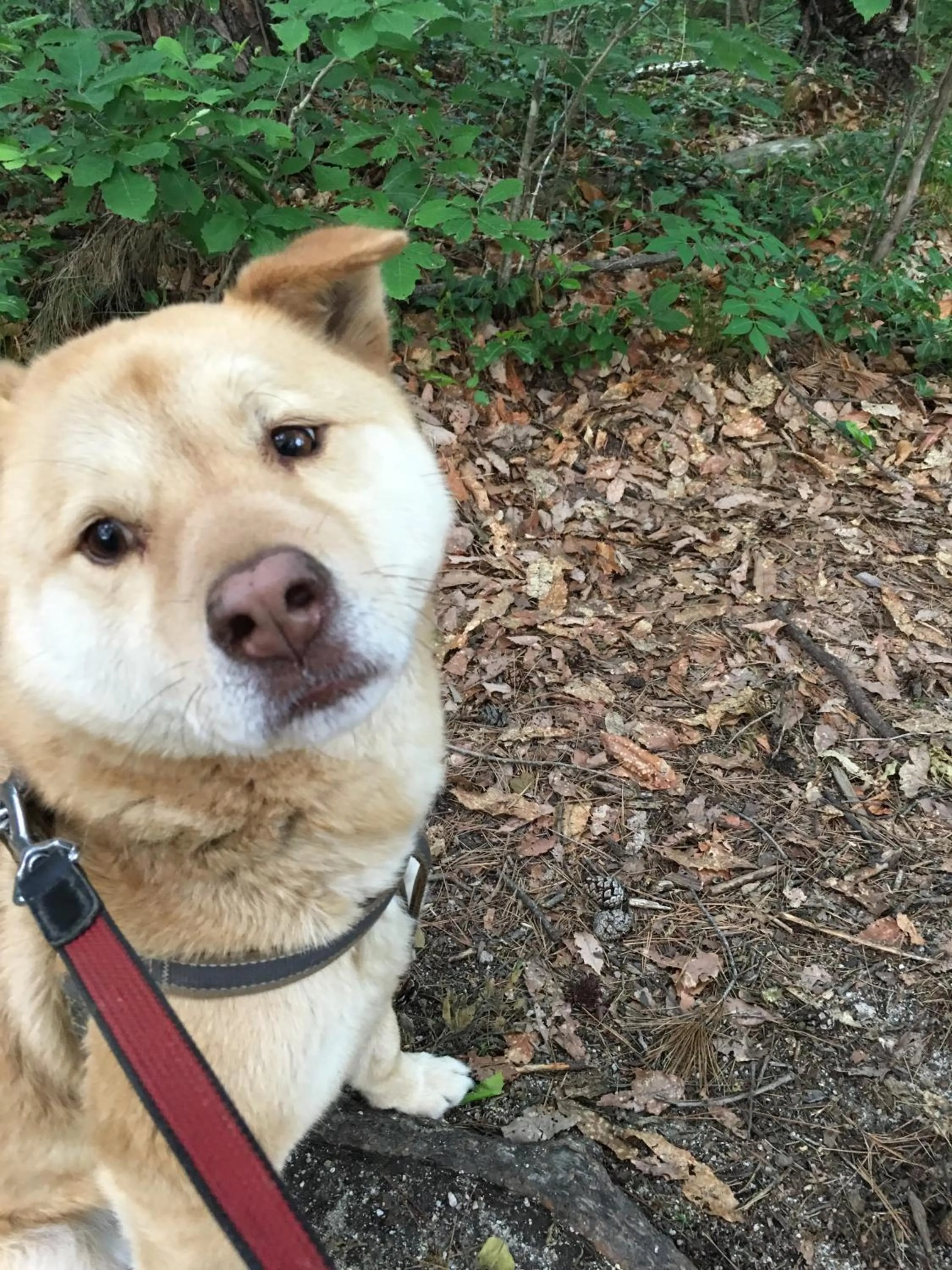 Pets in Canadian Loghouse Inn AzuminoYujin