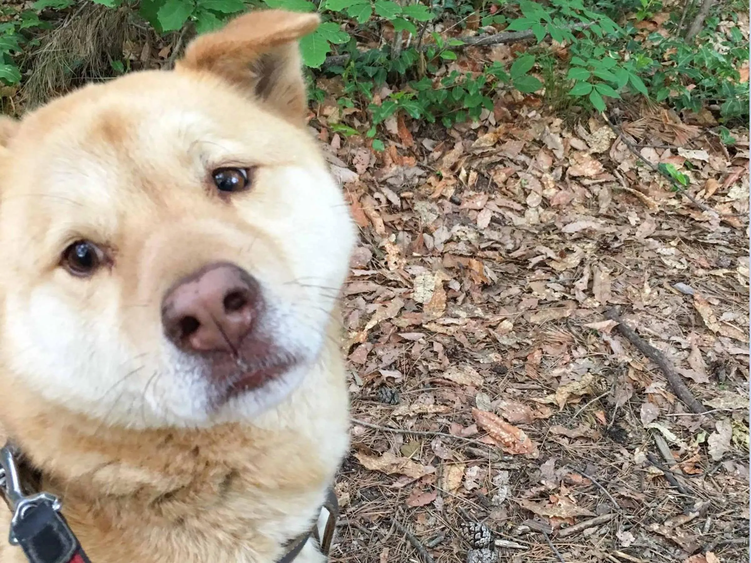 Pets in Canadian Loghouse Inn AzuminoYujin
