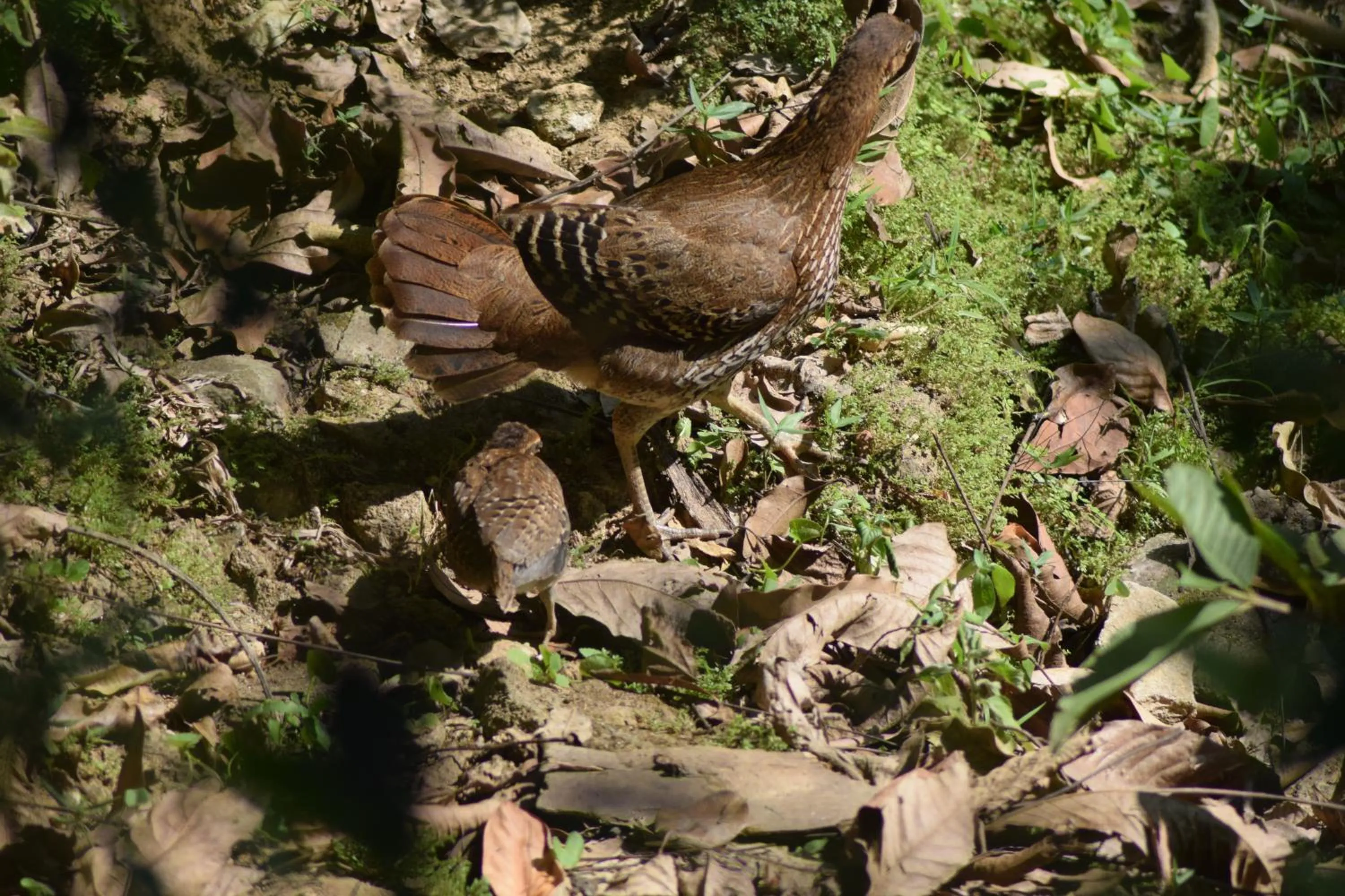 Samadhi Nature Resort