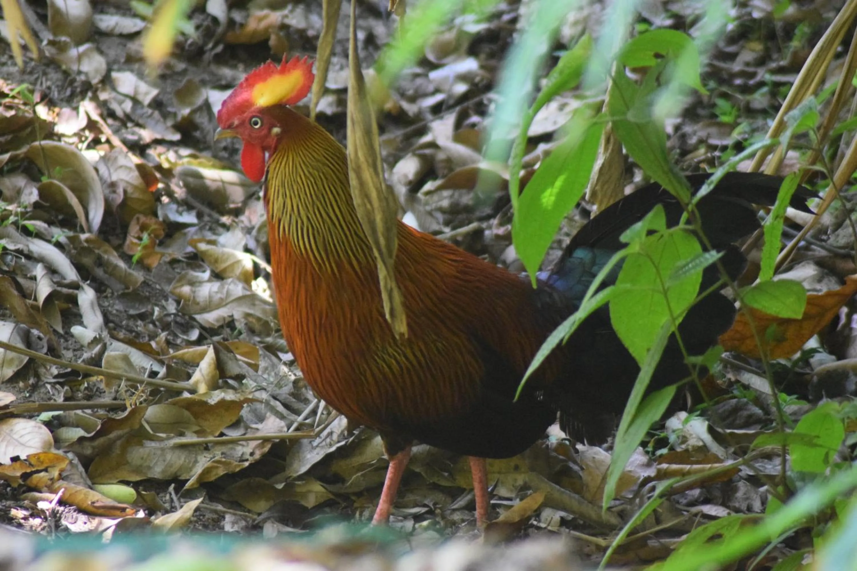 Samadhi Nature Resort