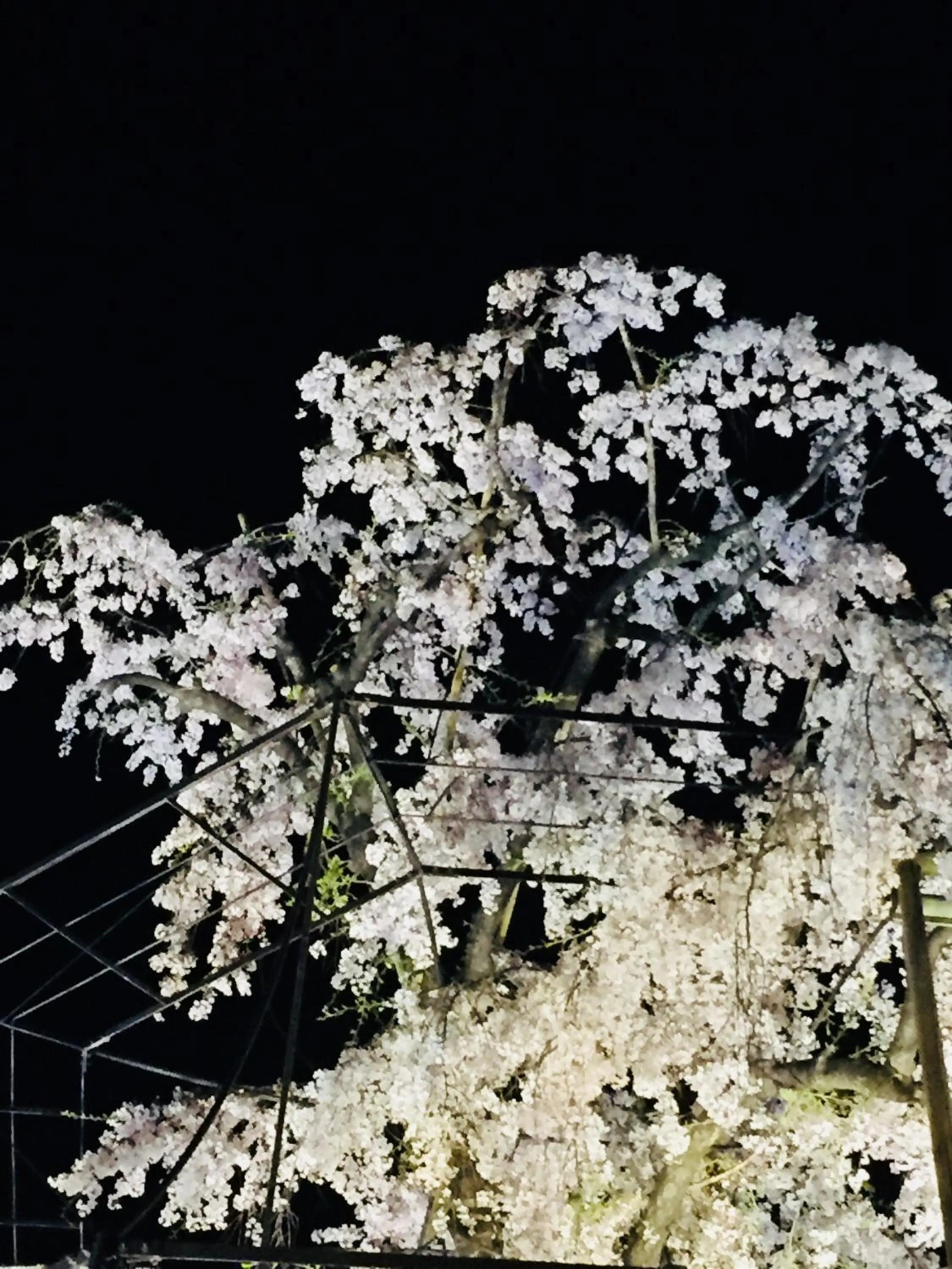 Other in Gallery Nozawa Inn