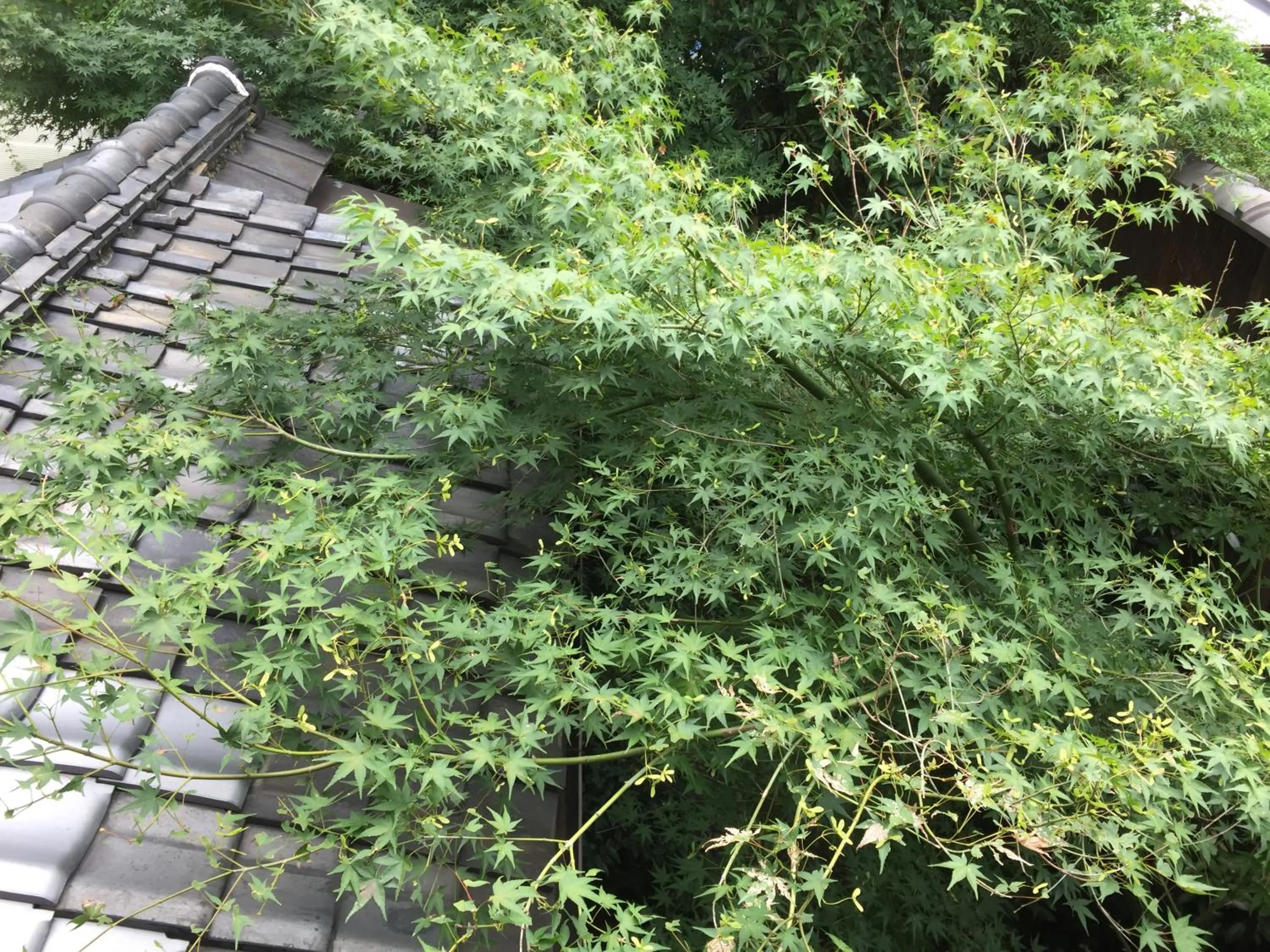 Garden in Gallery Nozawa Inn