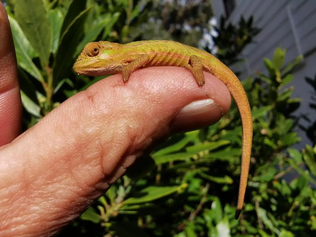 Animals in Happy Homes - Imhoffs Gift