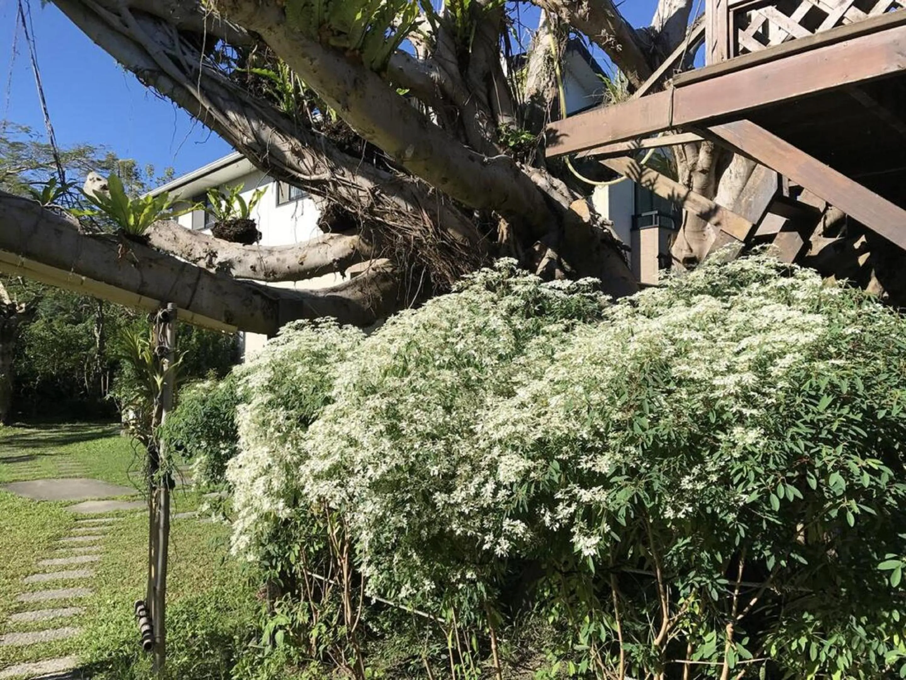 Garden in Kanazawa House