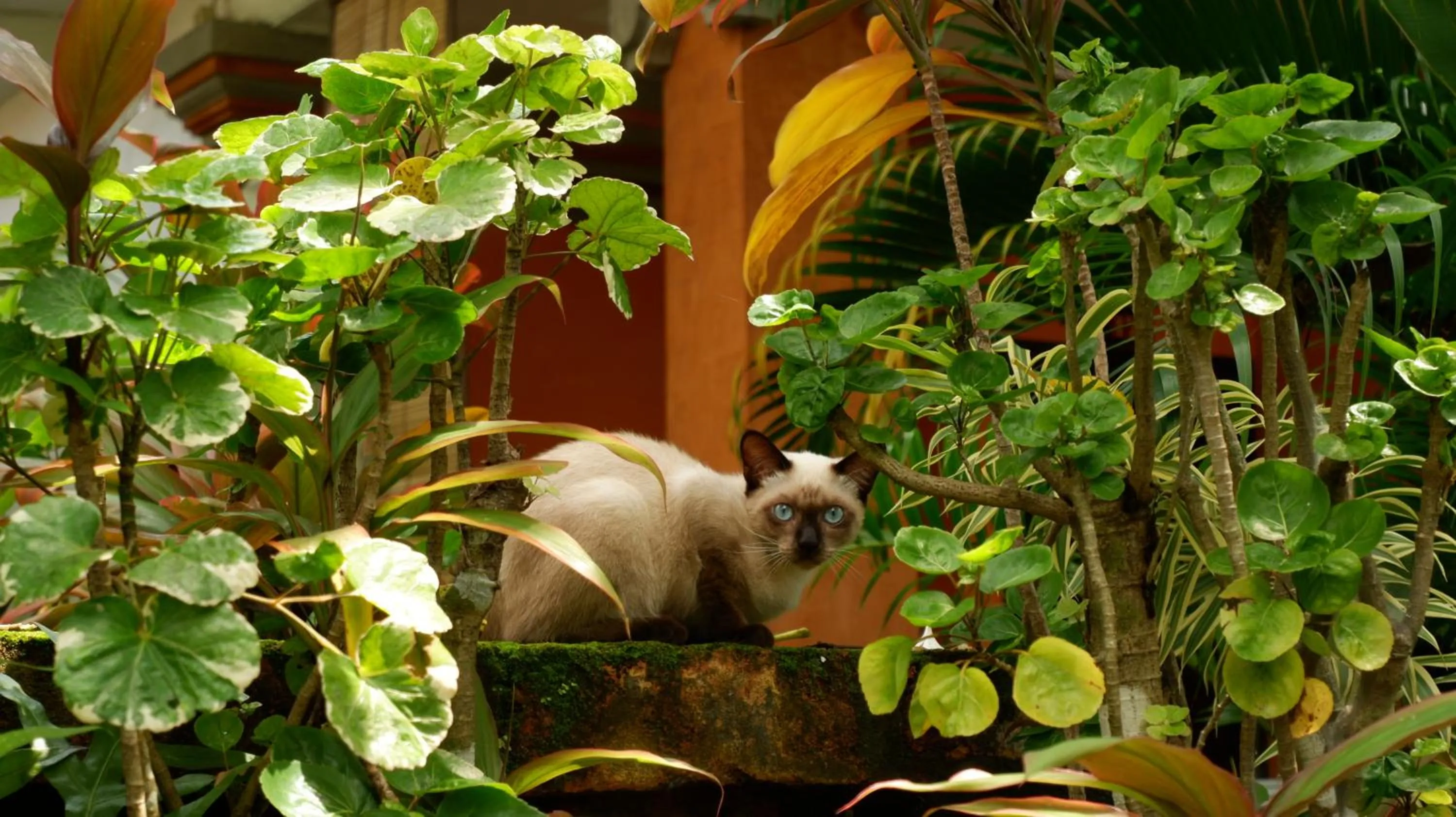 Pets in Swastika Bungalows
