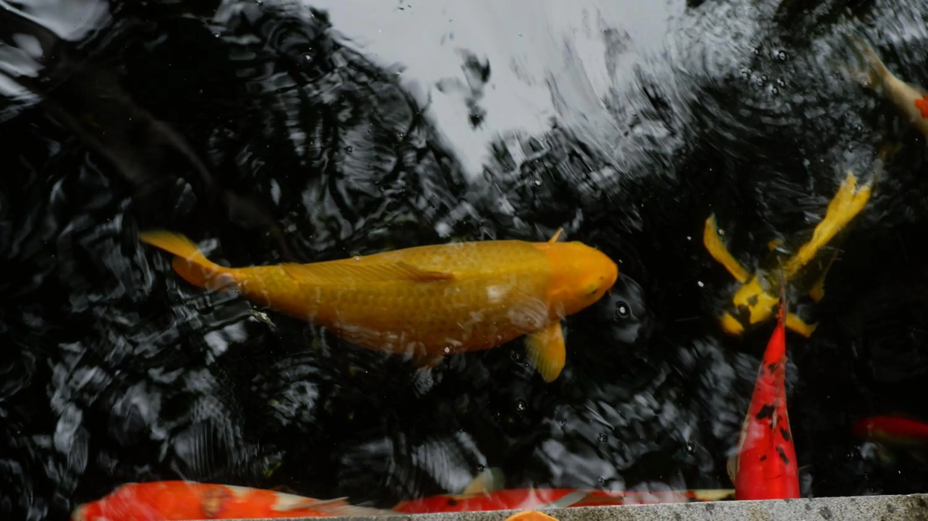 Natural landscape in Swastika Bungalows