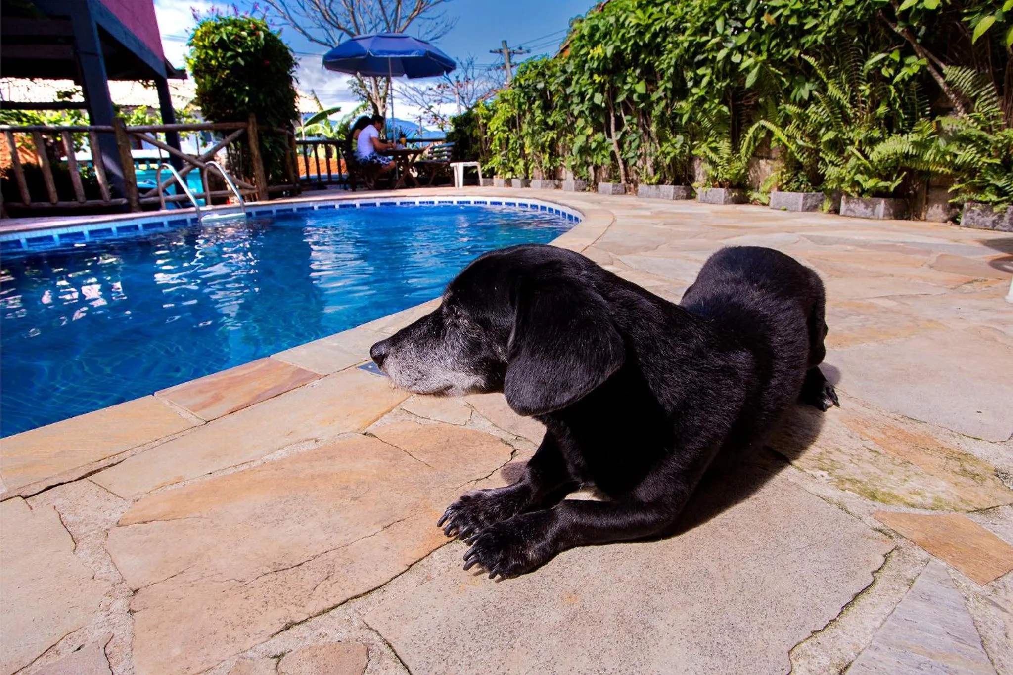 Pets in Pousada Recanto da Villa