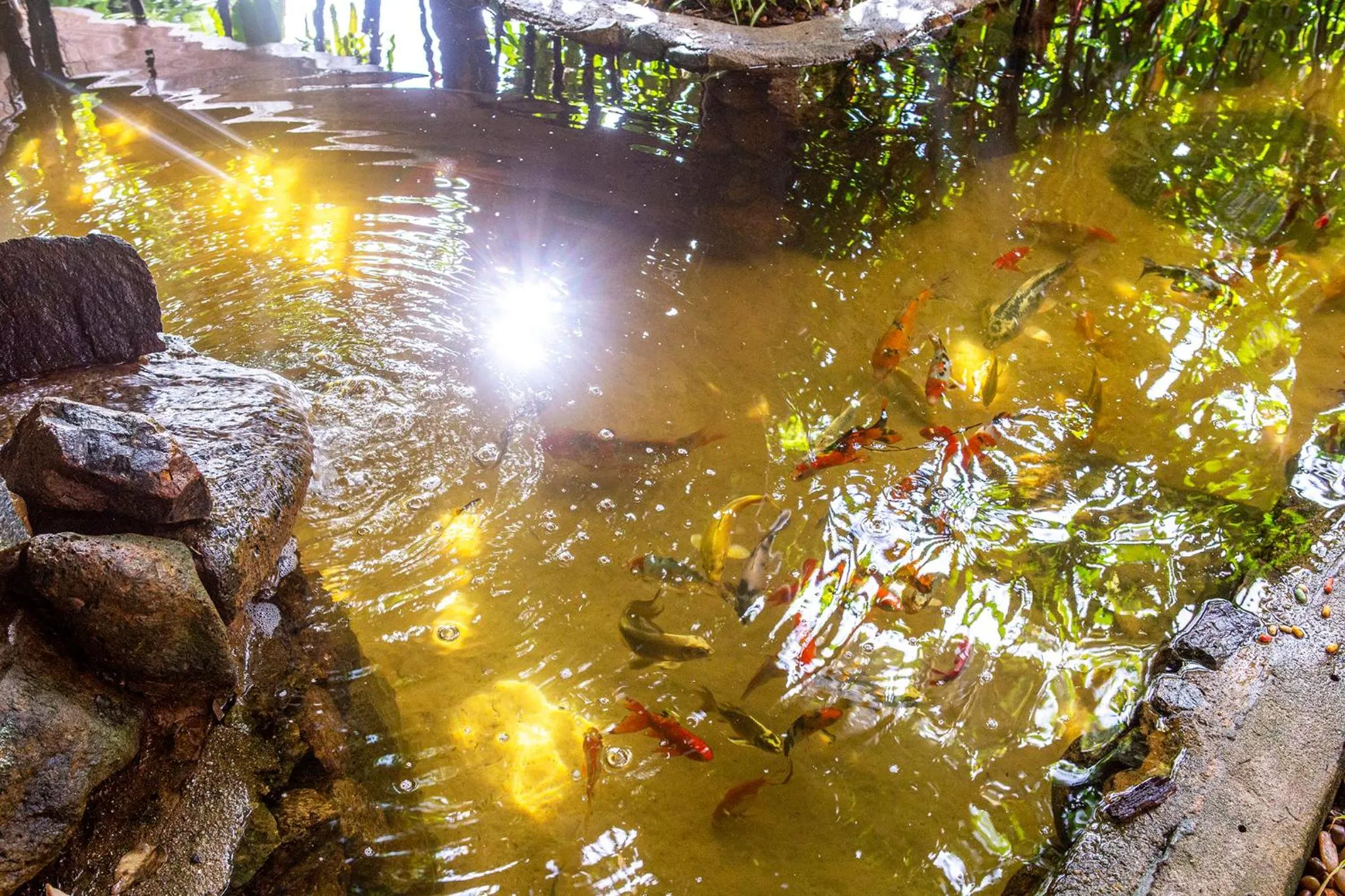 Natural landscape in Hotel Alemão Beach de Ilhabela