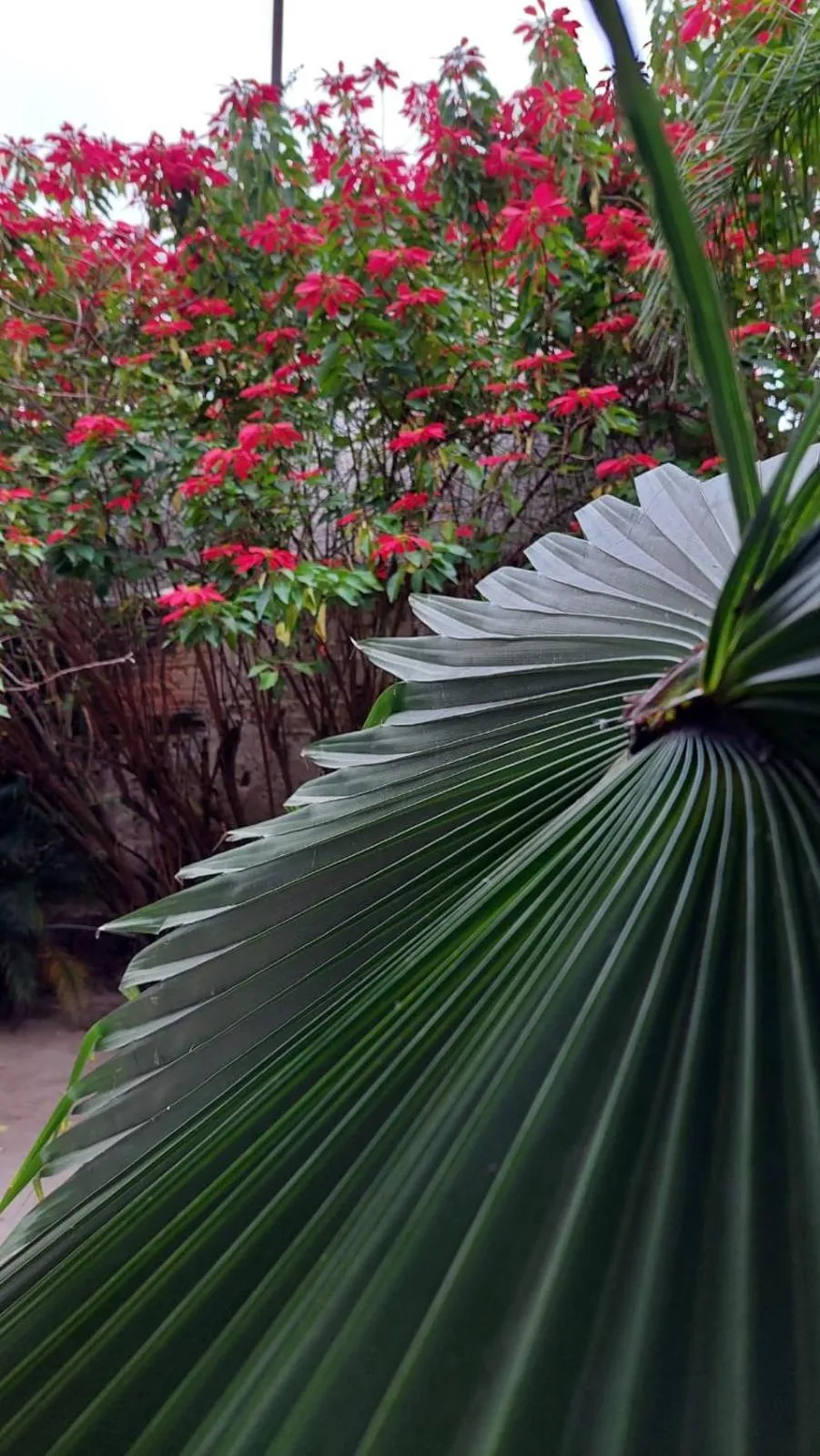 Garden view in Samsara Hotel Salta