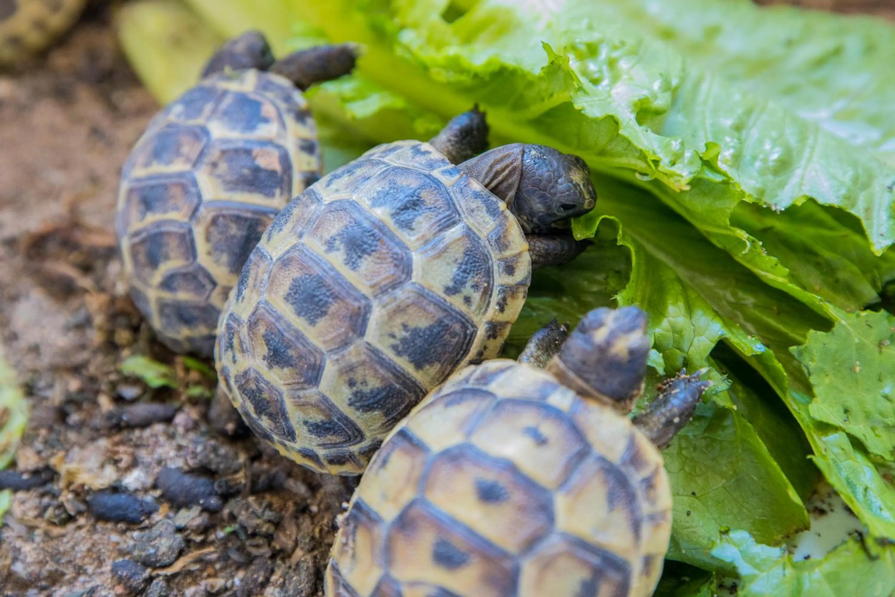Animals in Pyrgos Sofokleous