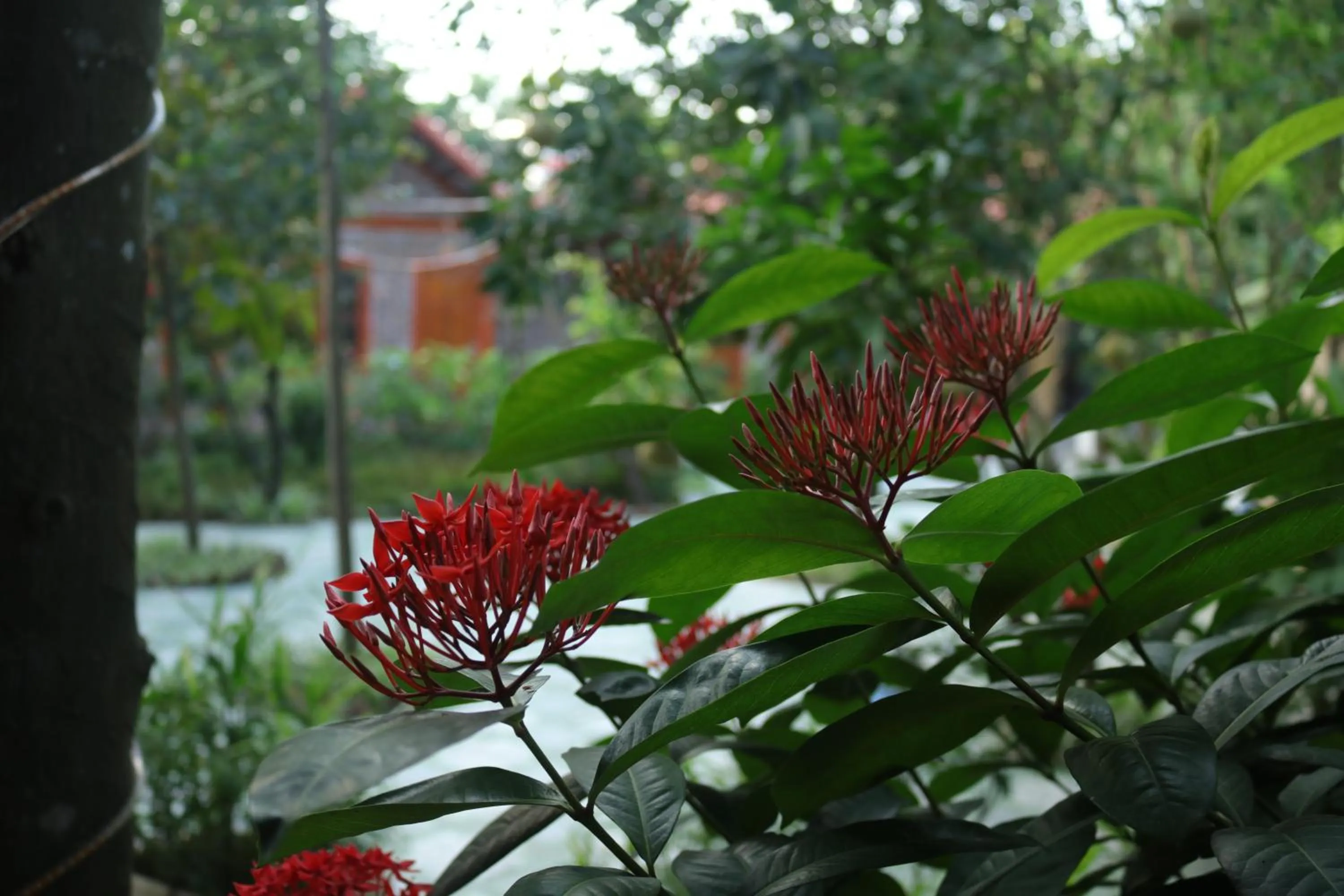 Garden in Tam Coc Thanh Dat Homestay