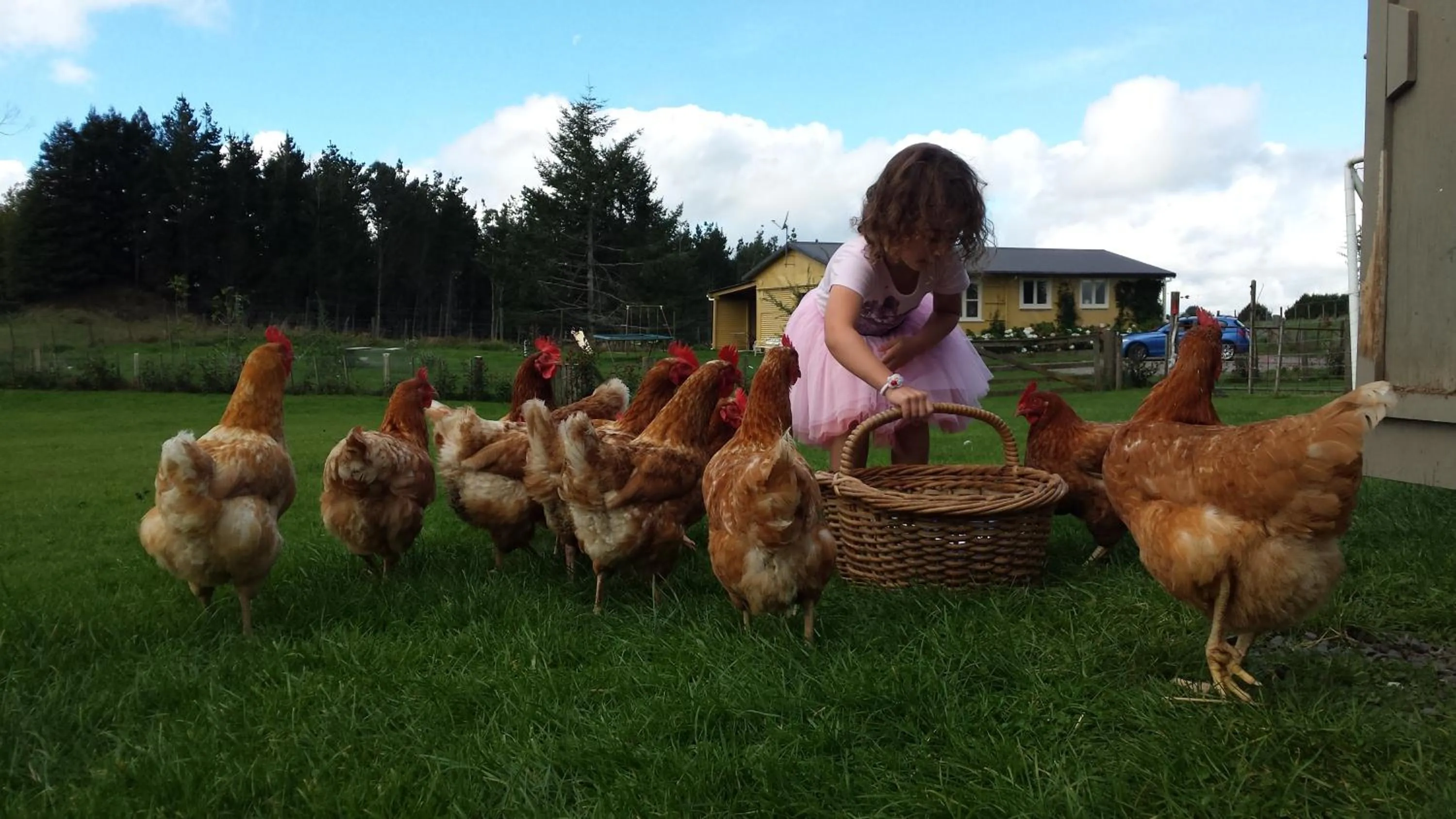 Pets in B&B Blossom Cottage