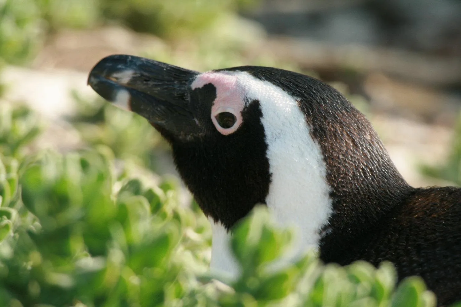 Day in Simon’s Town Guest House