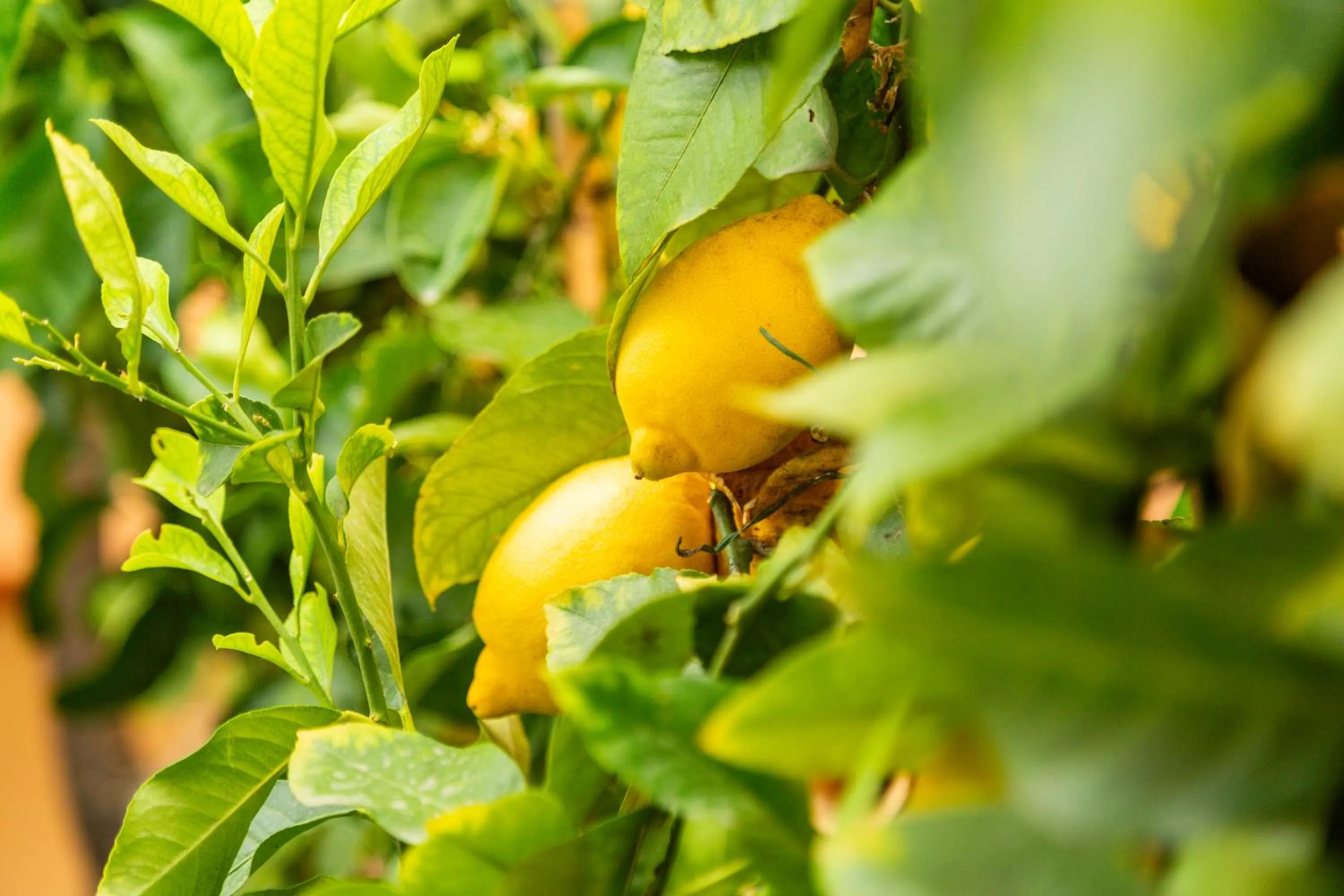 Garden in Hotel Donatella