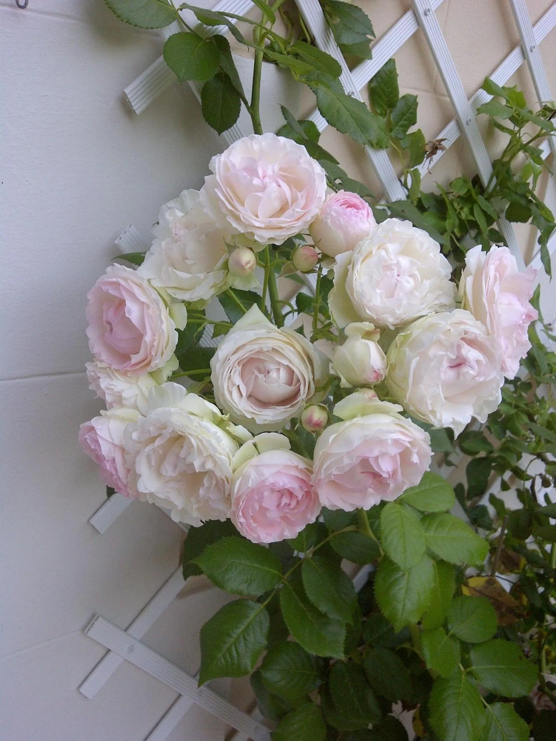 Garden in Le Mascaret