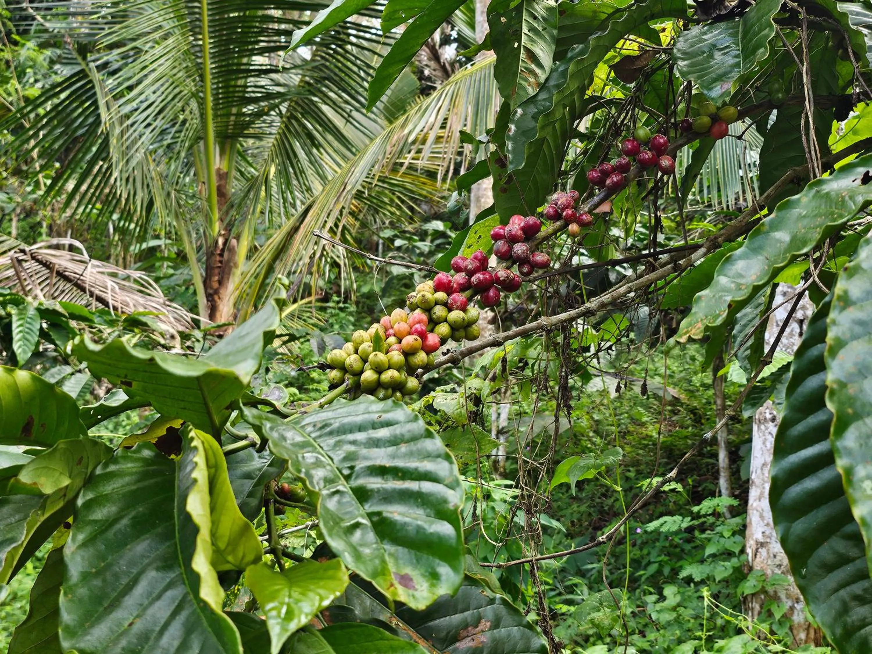 Activities in Puri Dajuma Beach Eco-Resort & Spa