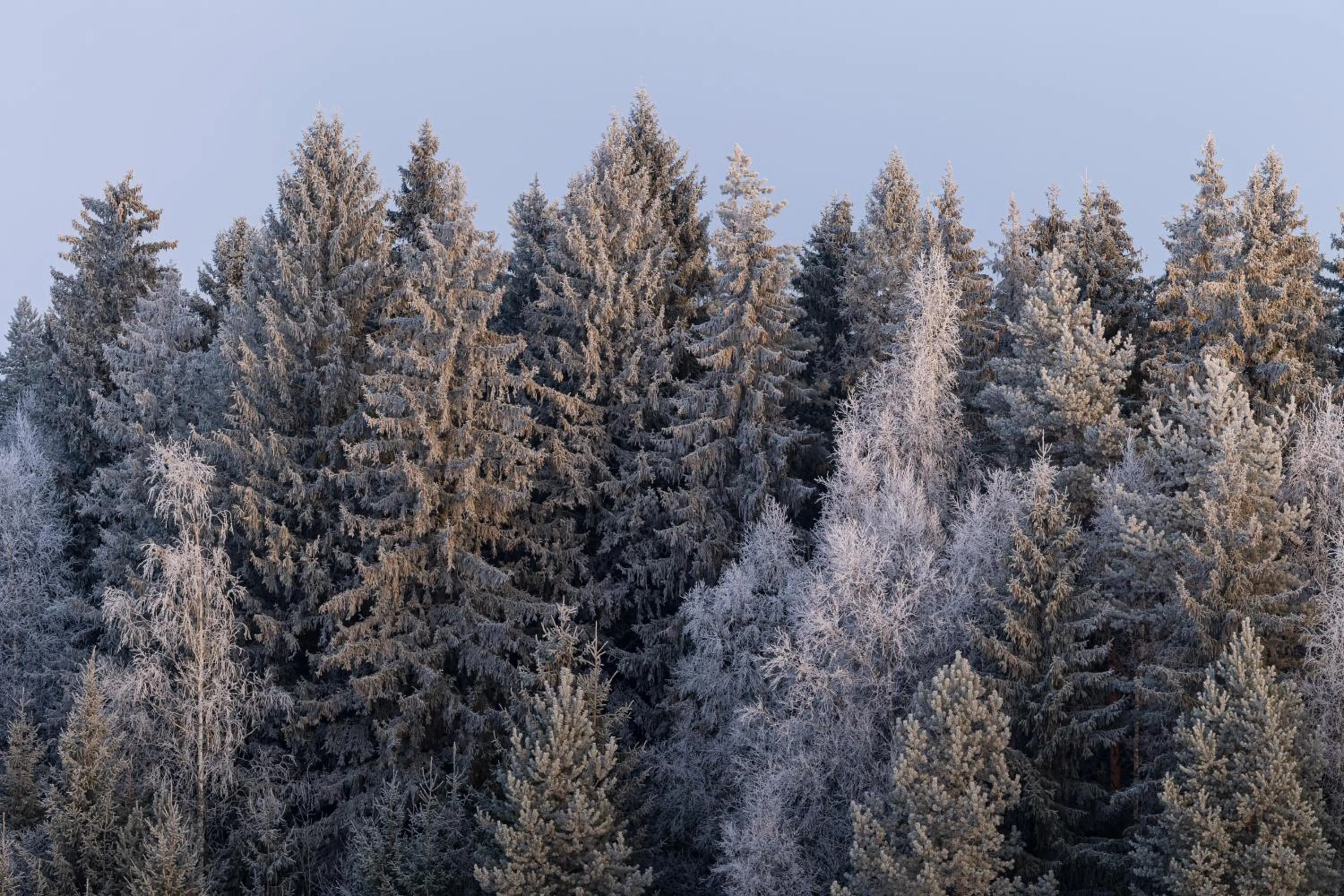 Garden in Tertin Kartano