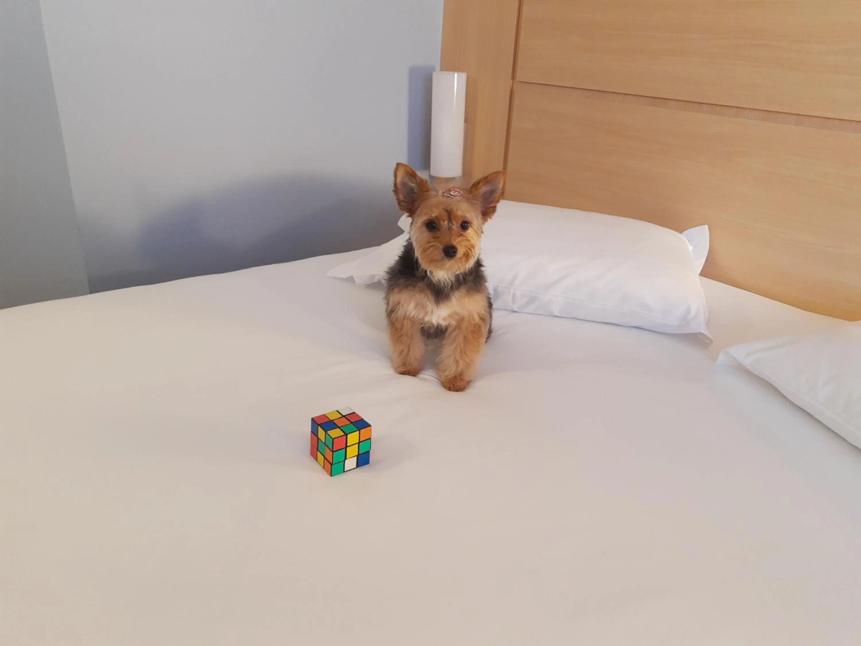 ibis Passo Fundo Centro