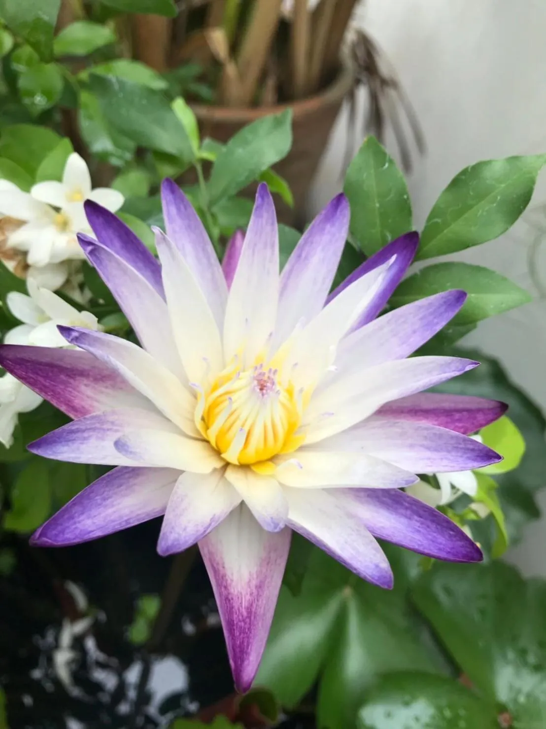 Garden in Wannamas Chiangmai Boutique House