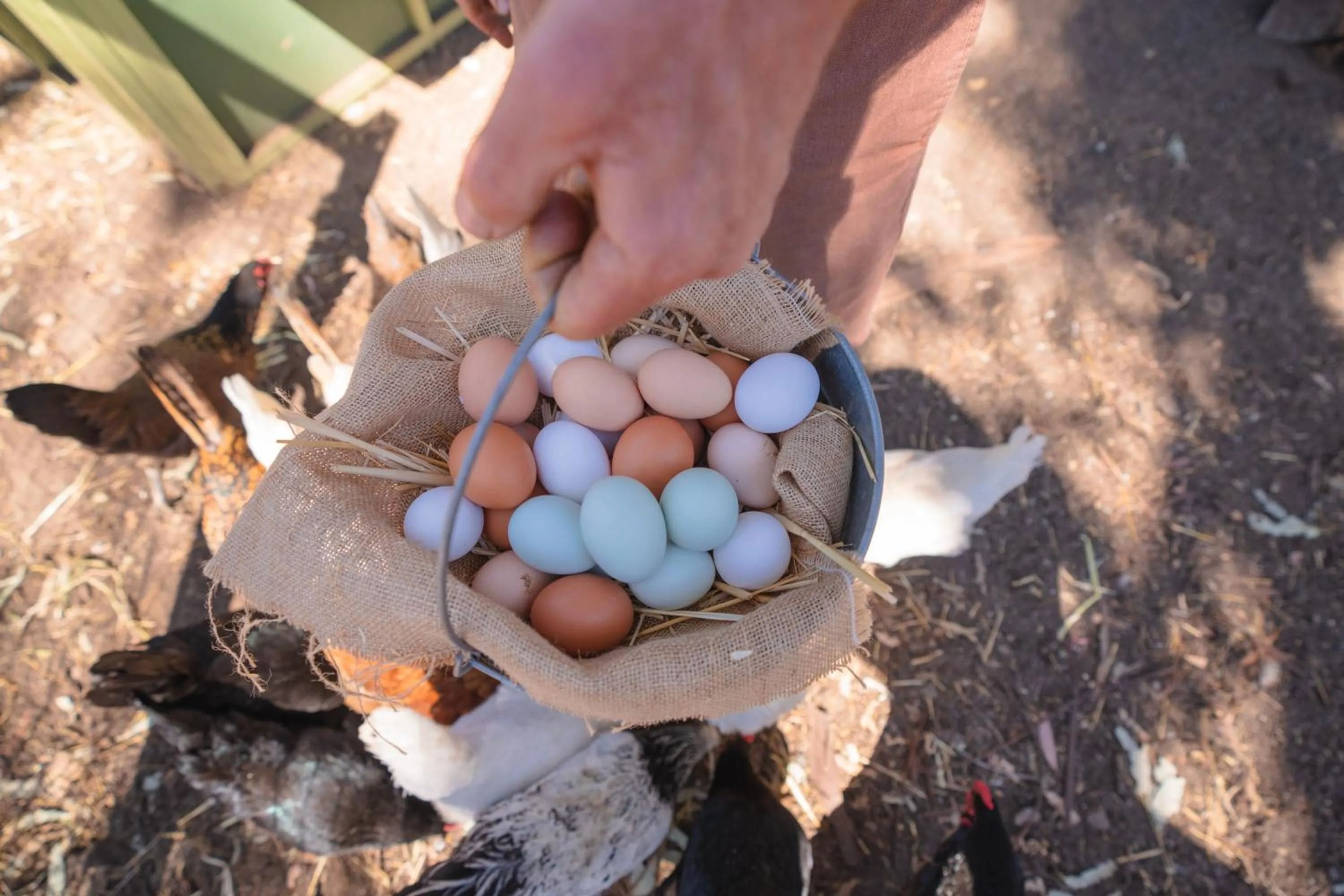 Garden in The Ranch at Laguna Beach