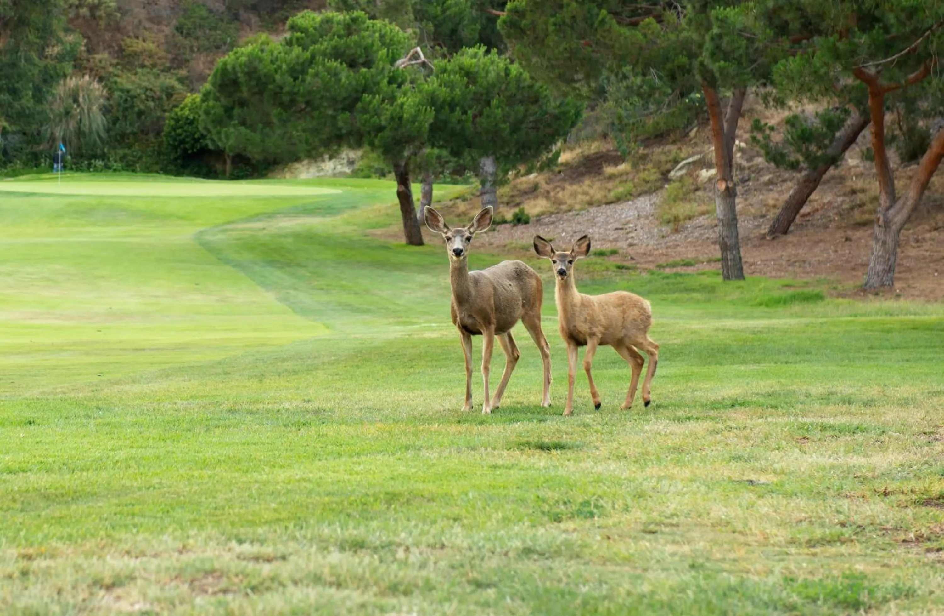 Golfcourse in The Ranch at Laguna Beach
