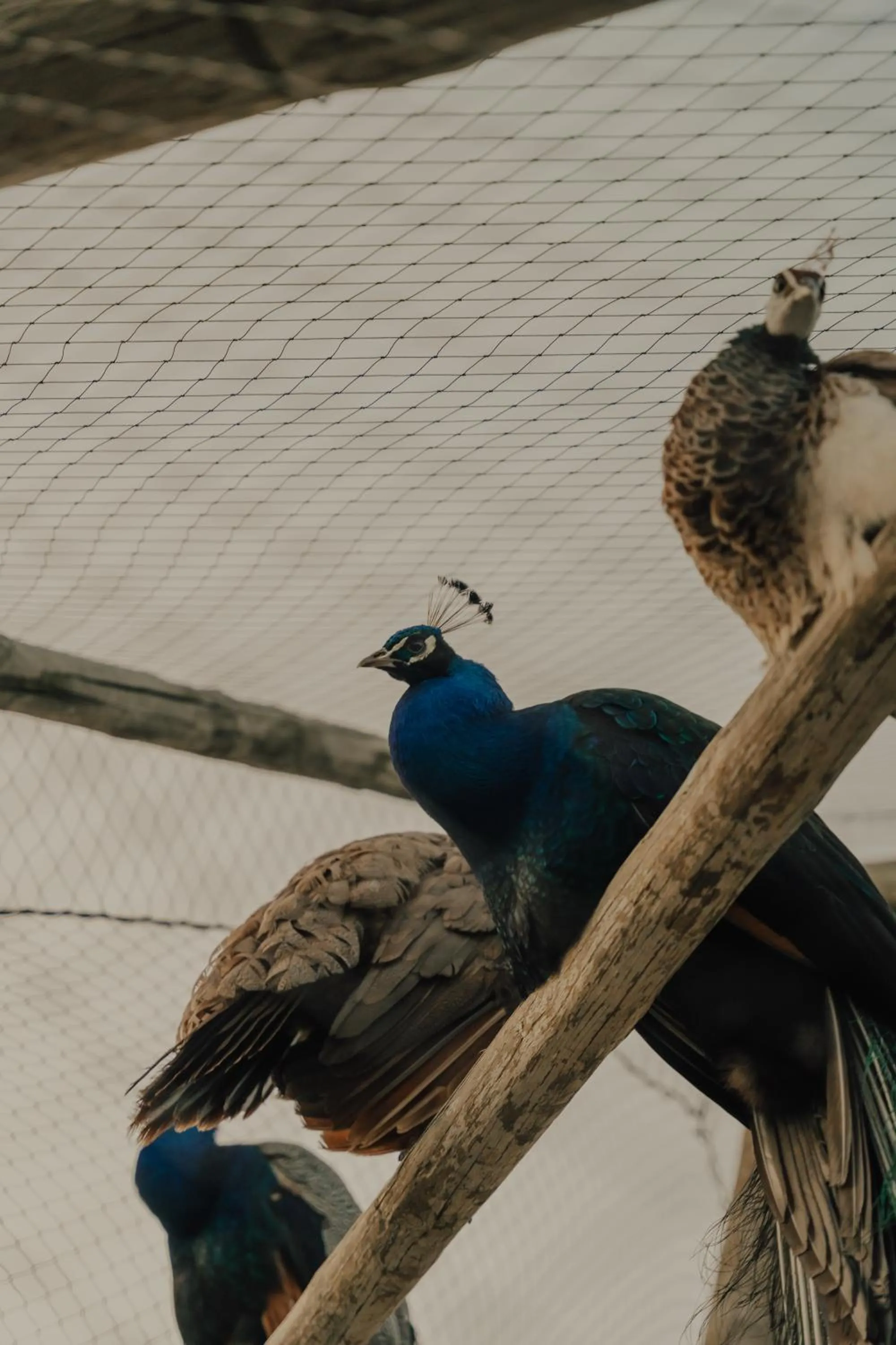 Animals in Quinta do Pinheiro Hotel E Eventos by Grupo Quinta dos Lagos