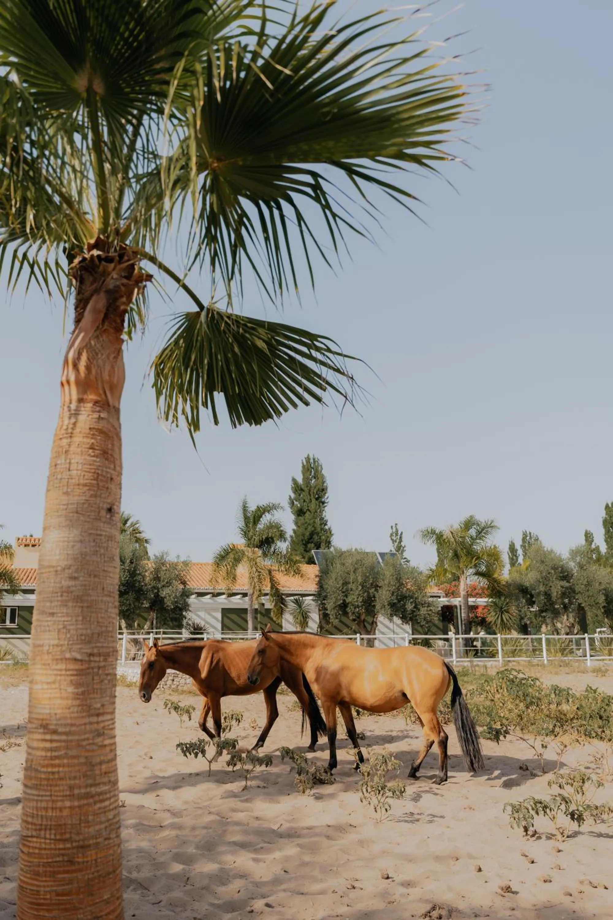 Animals in Quinta do Pinheiro Hotel E Eventos by Grupo Quinta dos Lagos