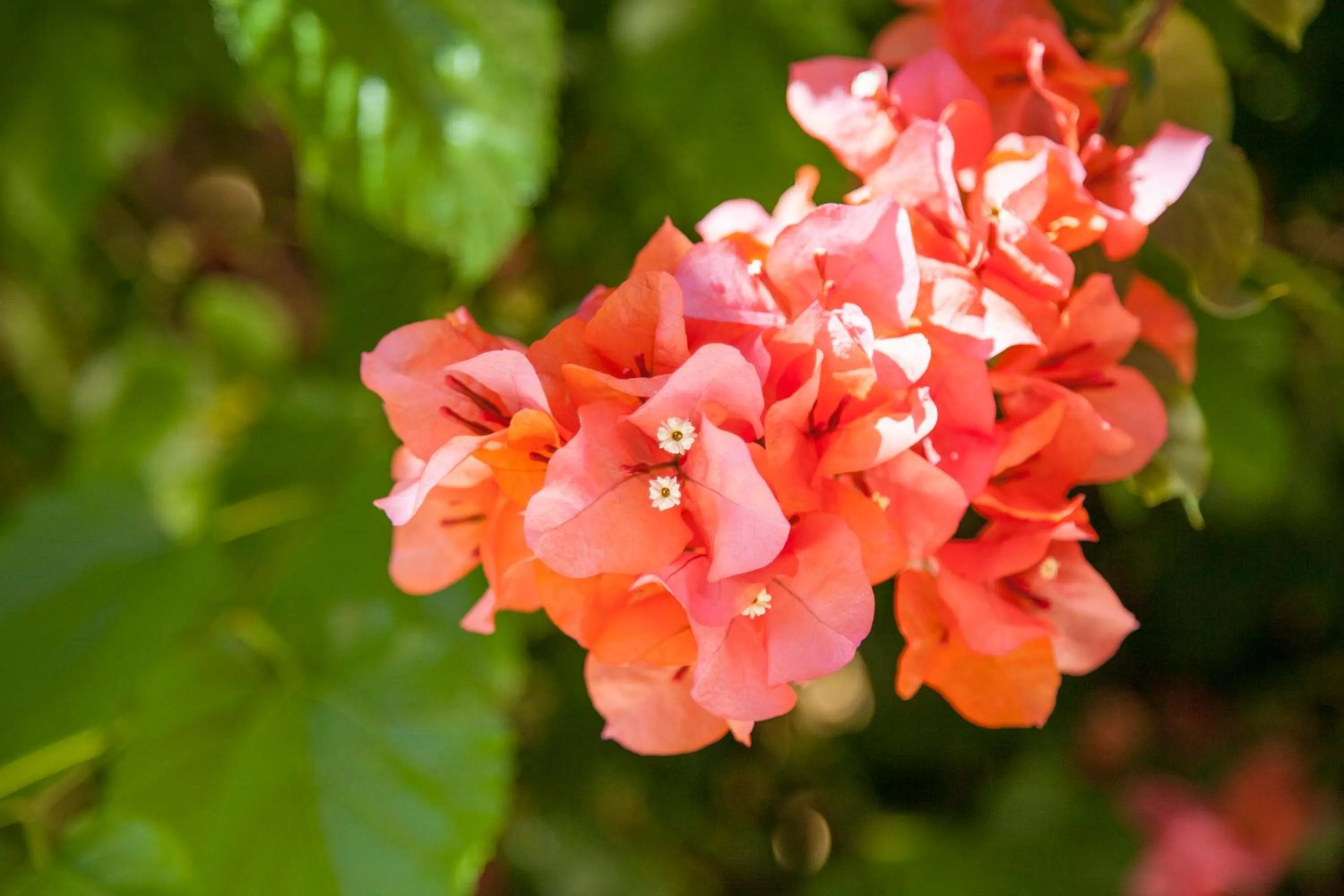 Patio in Hotel Adobe y Teja