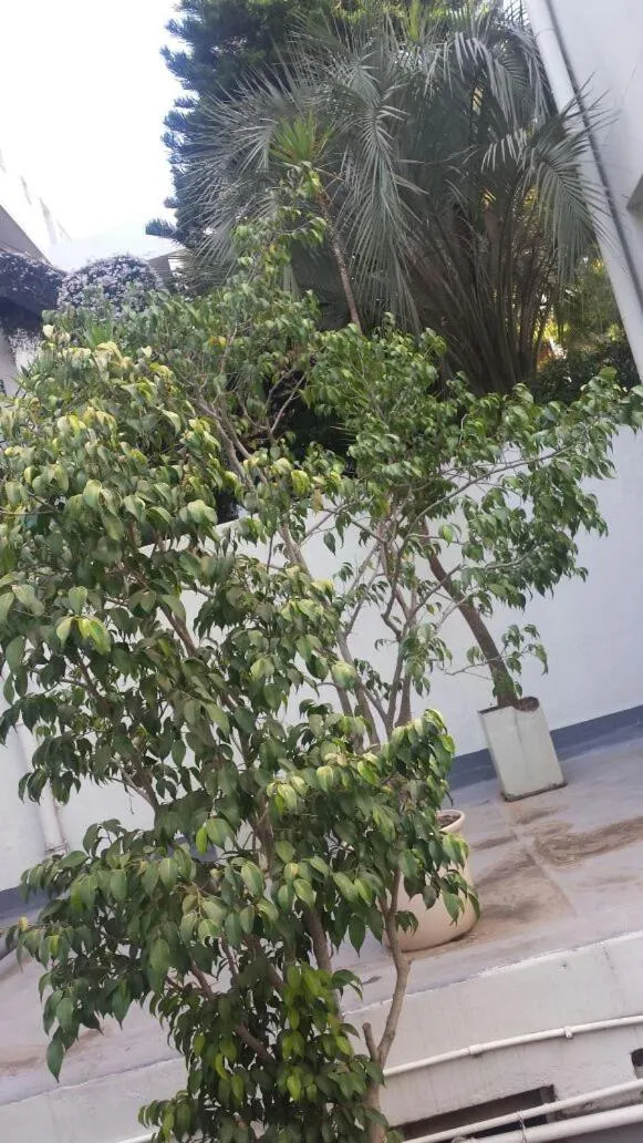 Rosebank Accommodation