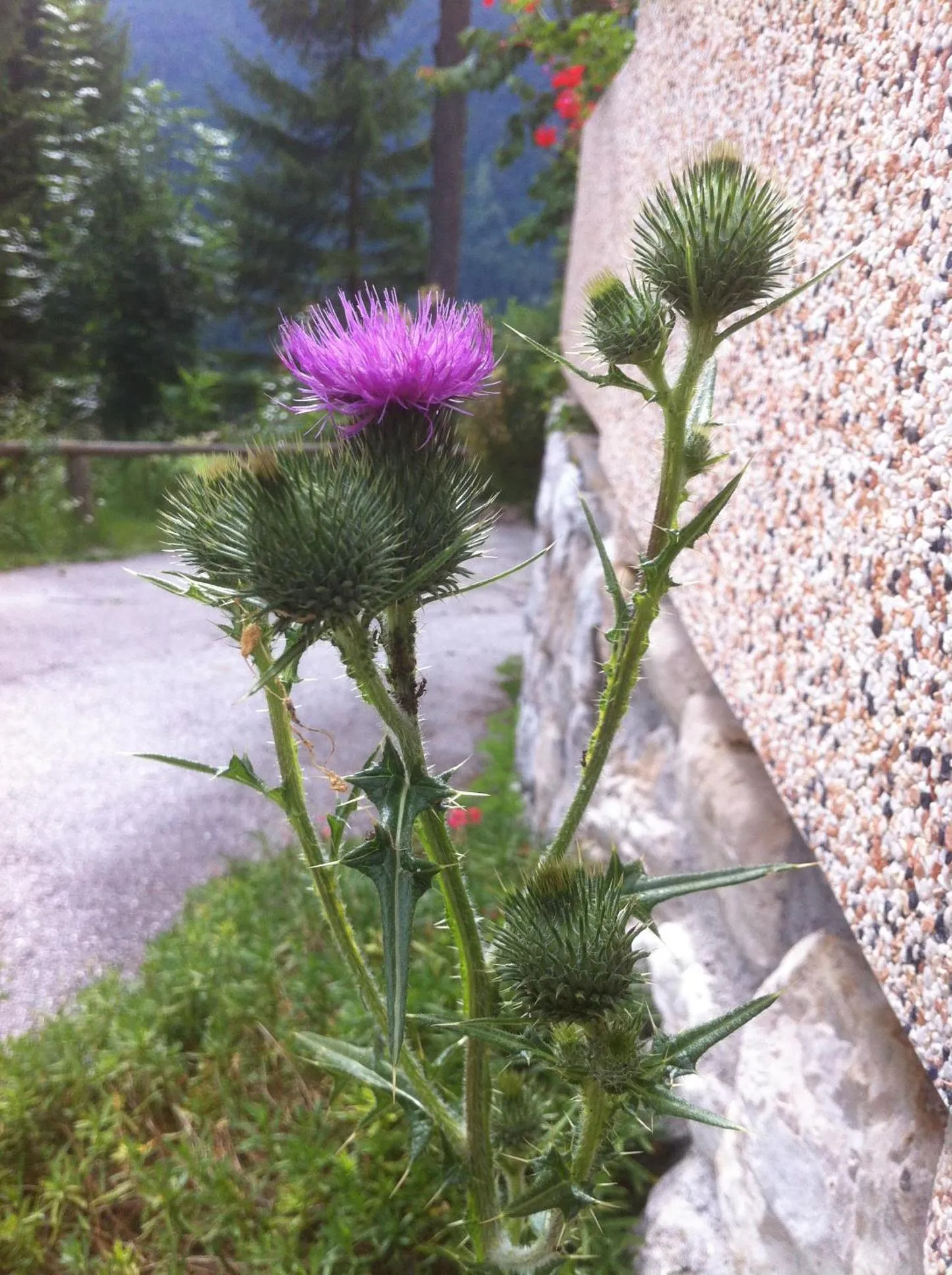 Garden in Hotel il Cardo