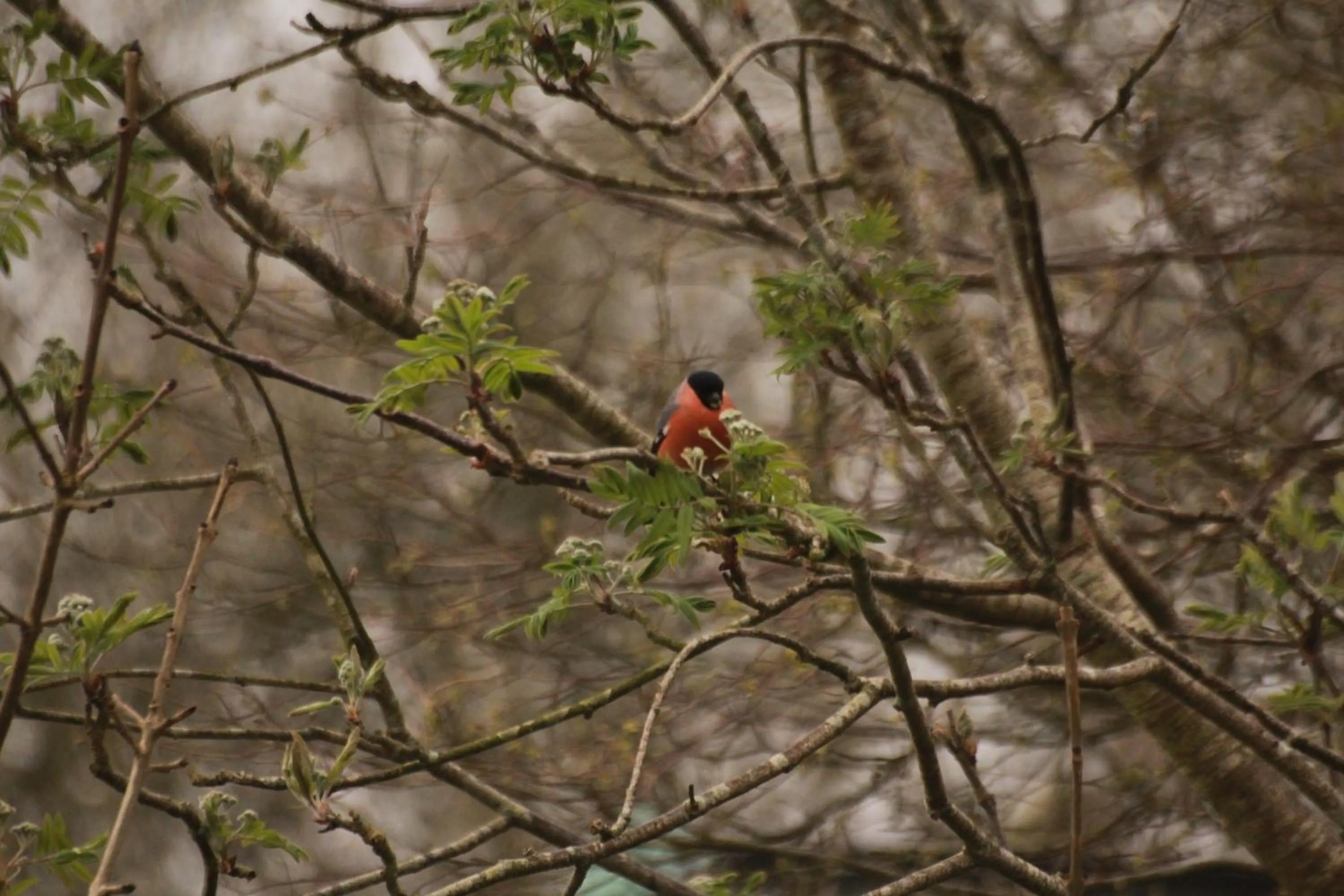 Grey Gables Farmhouse B&B