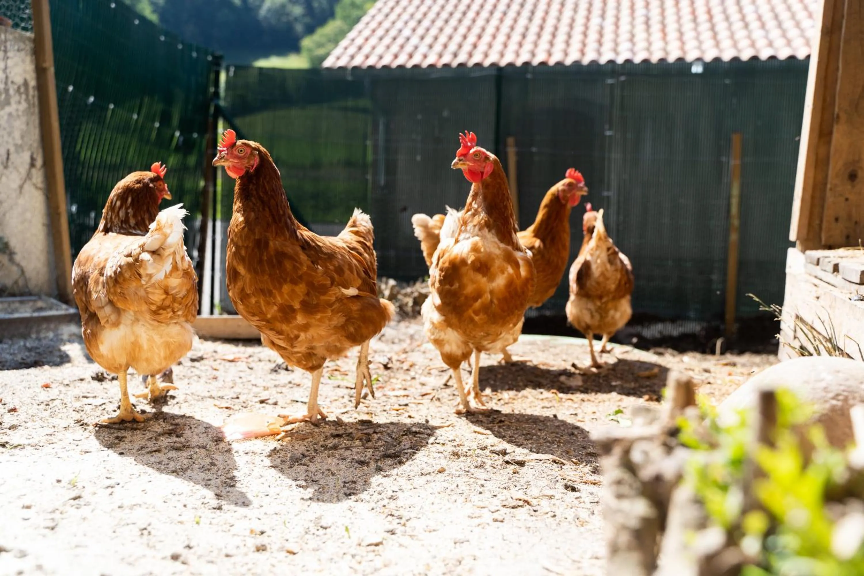 Pets in Hôtel Juantorena
