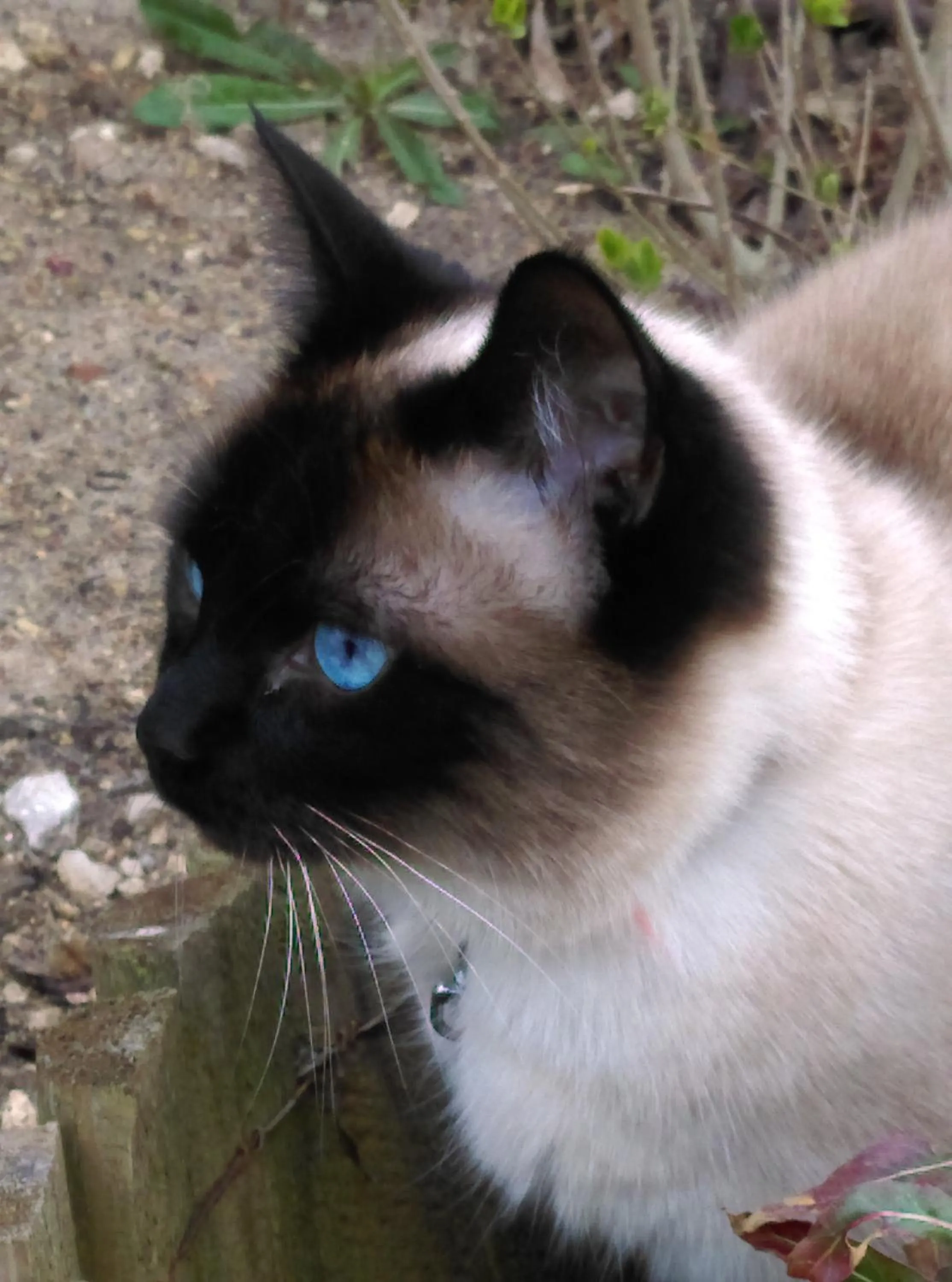 Pets in Ode au Bonheur St Georges sur Cher