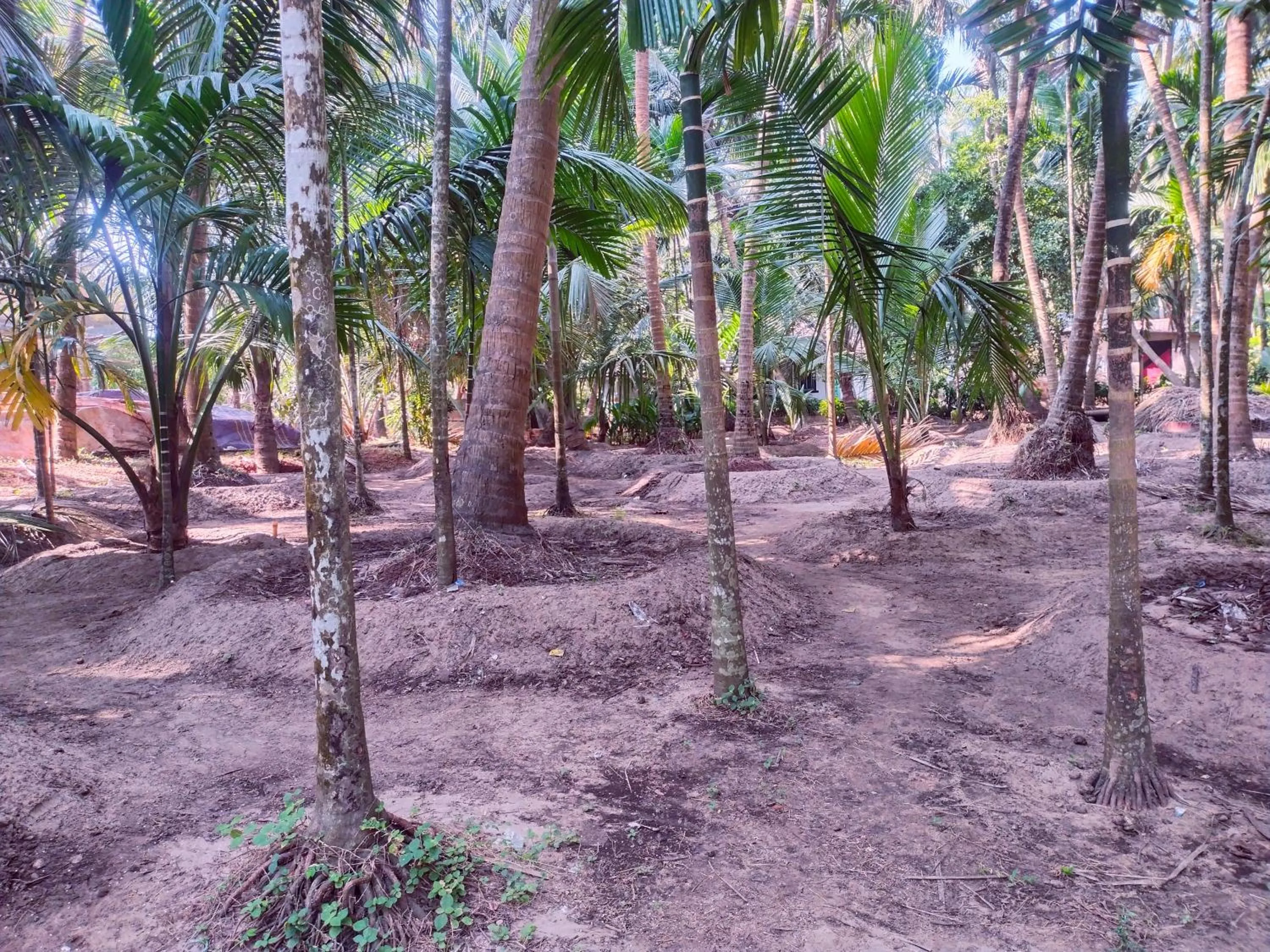 Garden in Samant Beach Resort