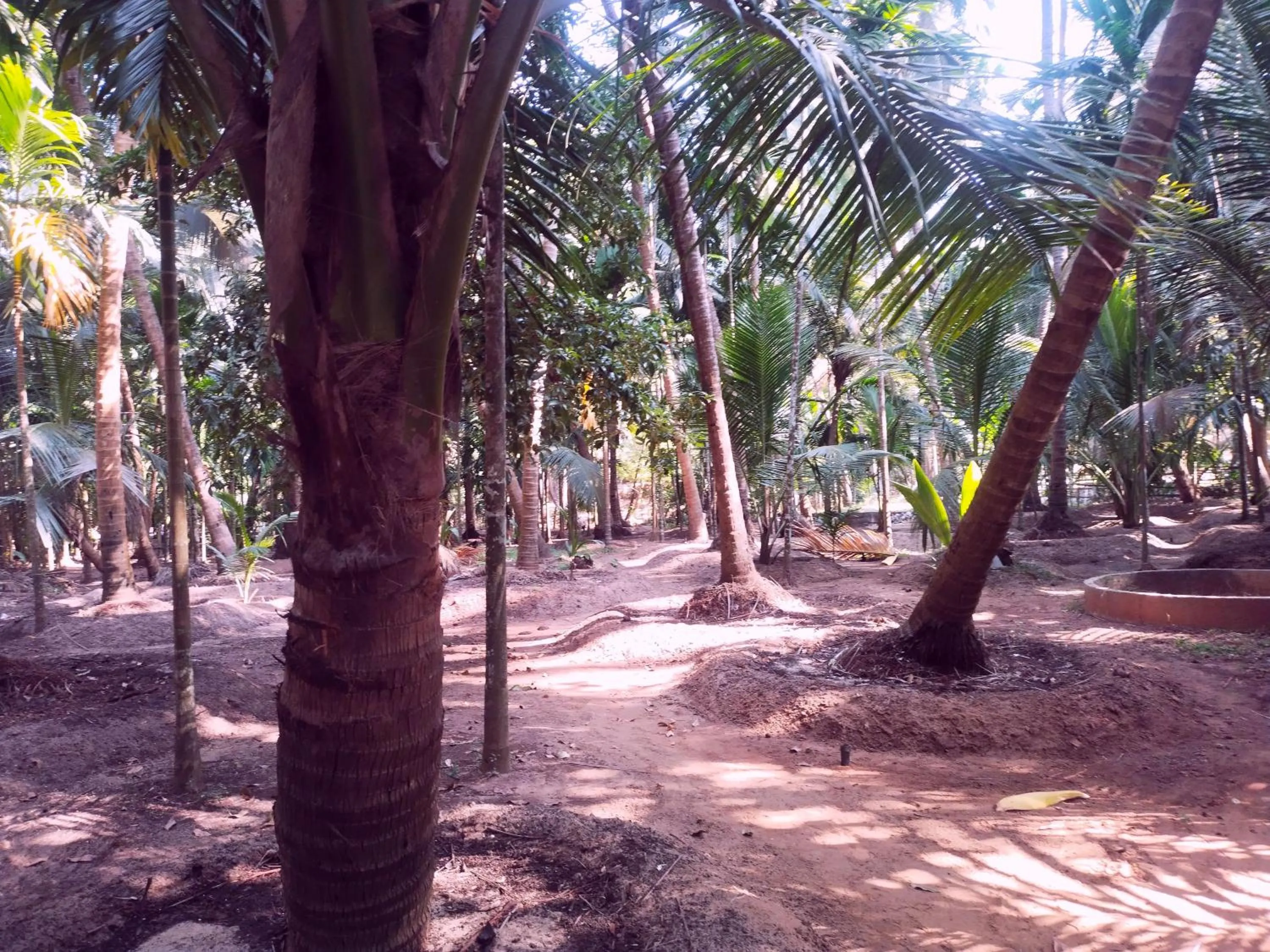 Garden in Samant Beach Resort