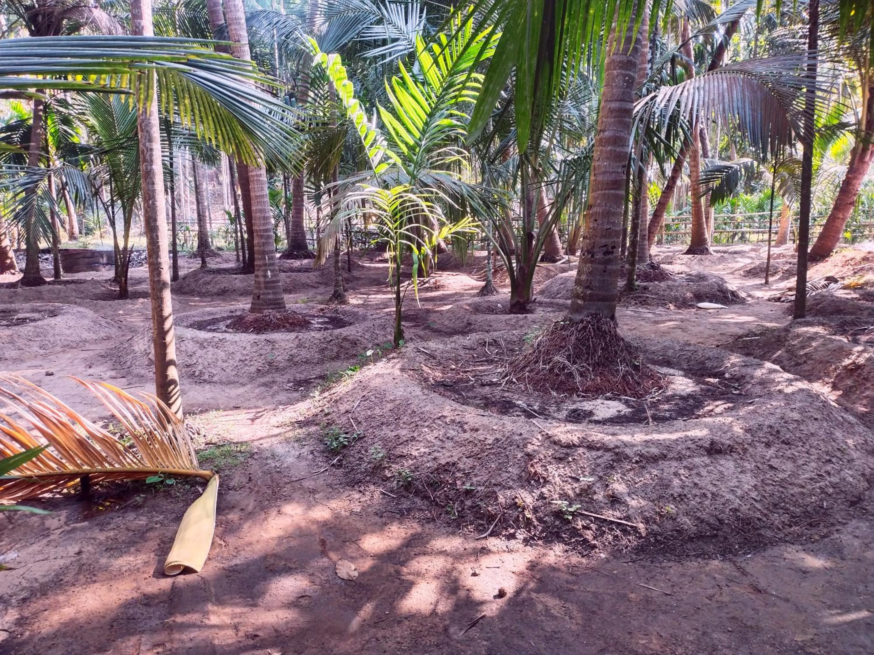 Garden in Samant Beach Resort