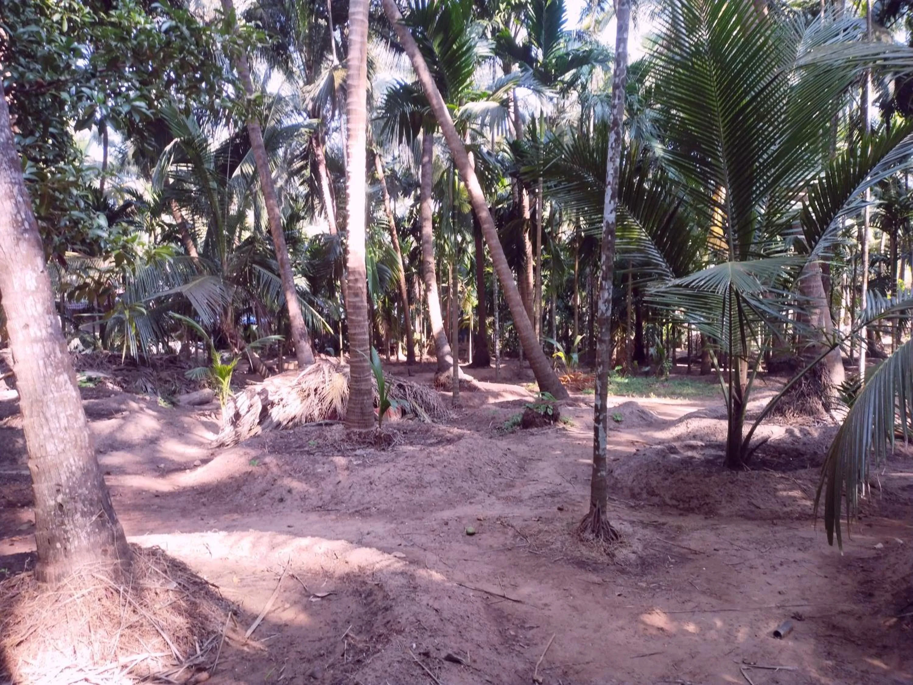 Garden in Samant Beach Resort