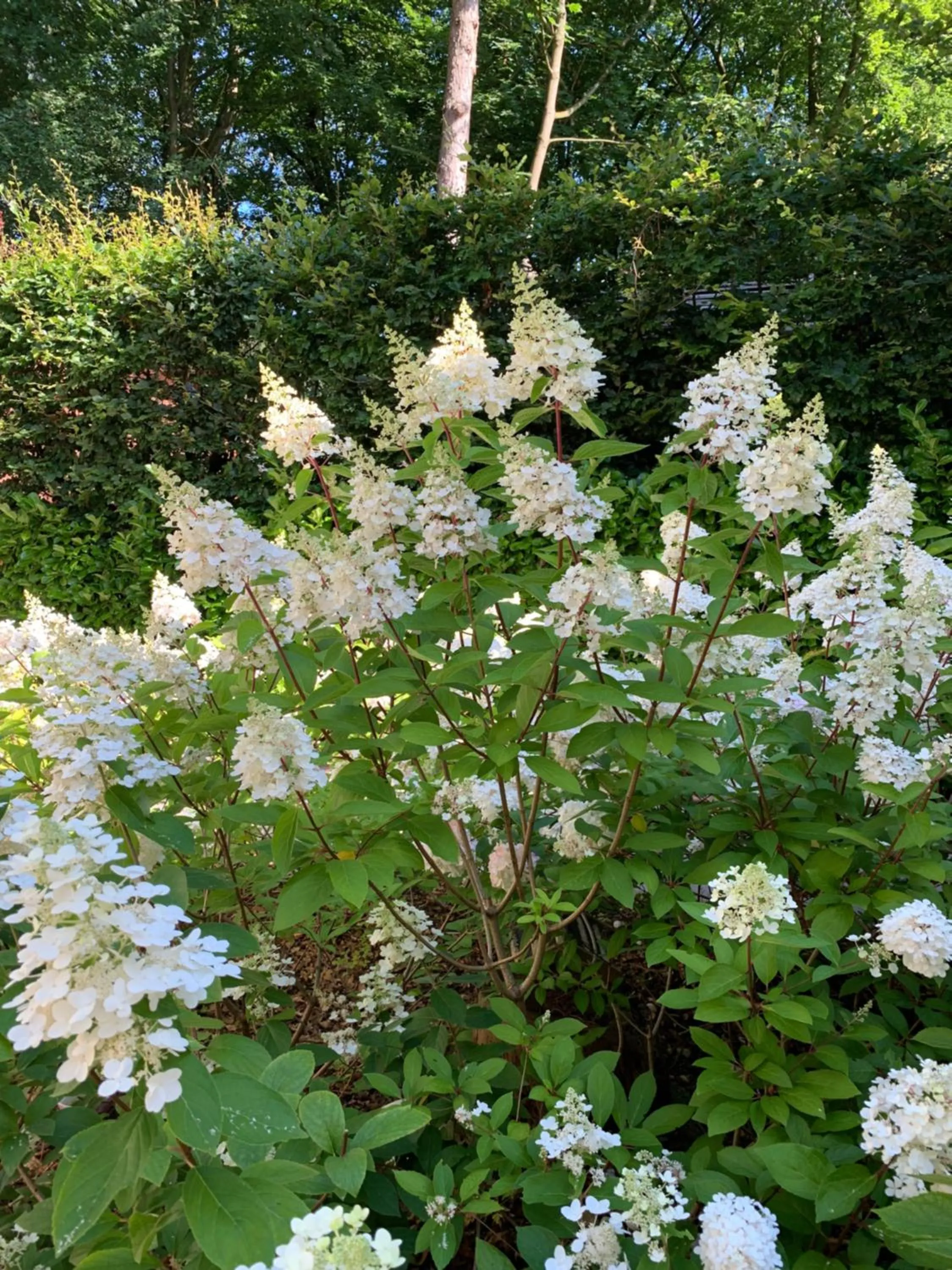 Garden in In de aap gelogeerd