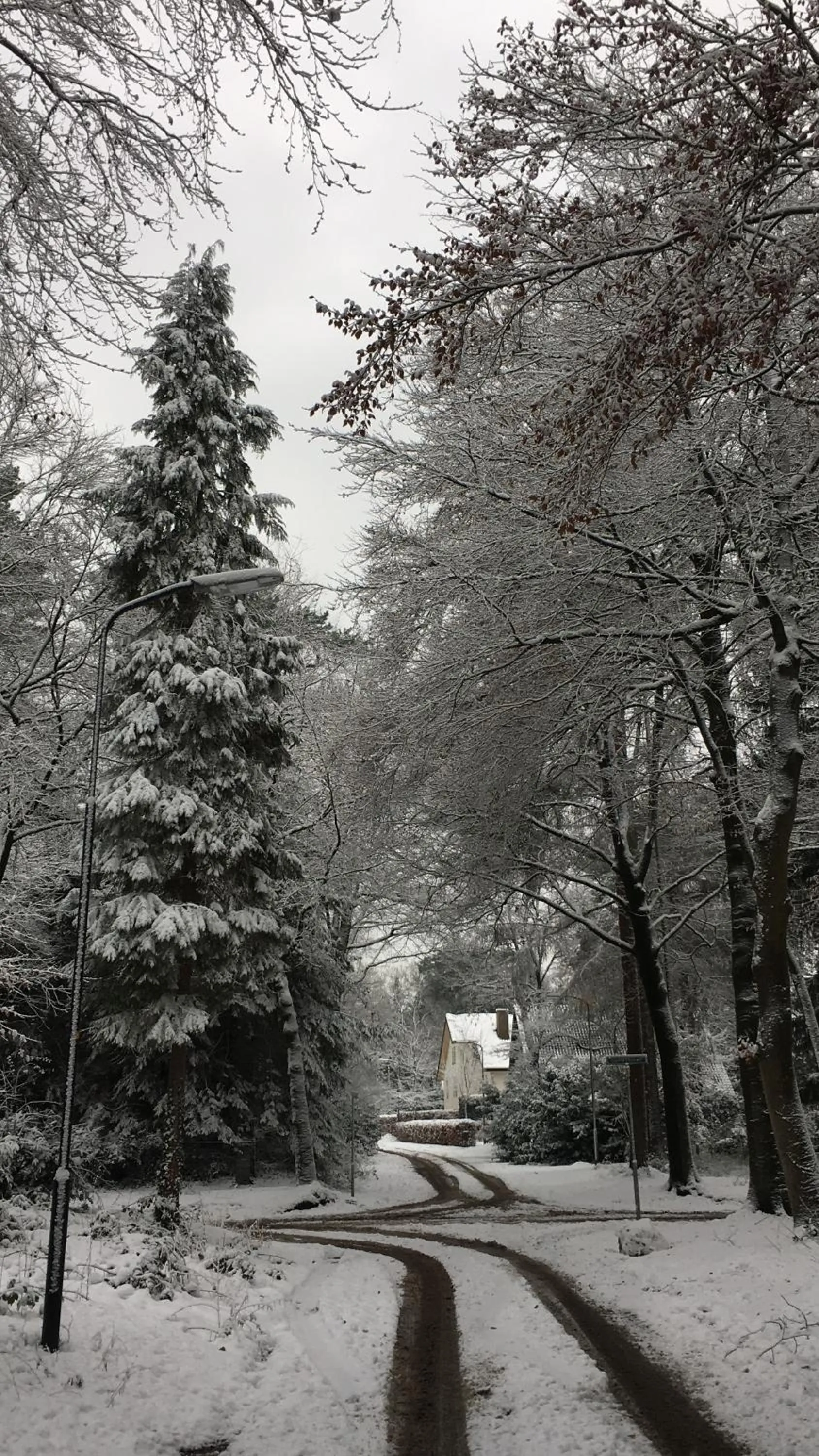 Natural landscape in In de aap gelogeerd