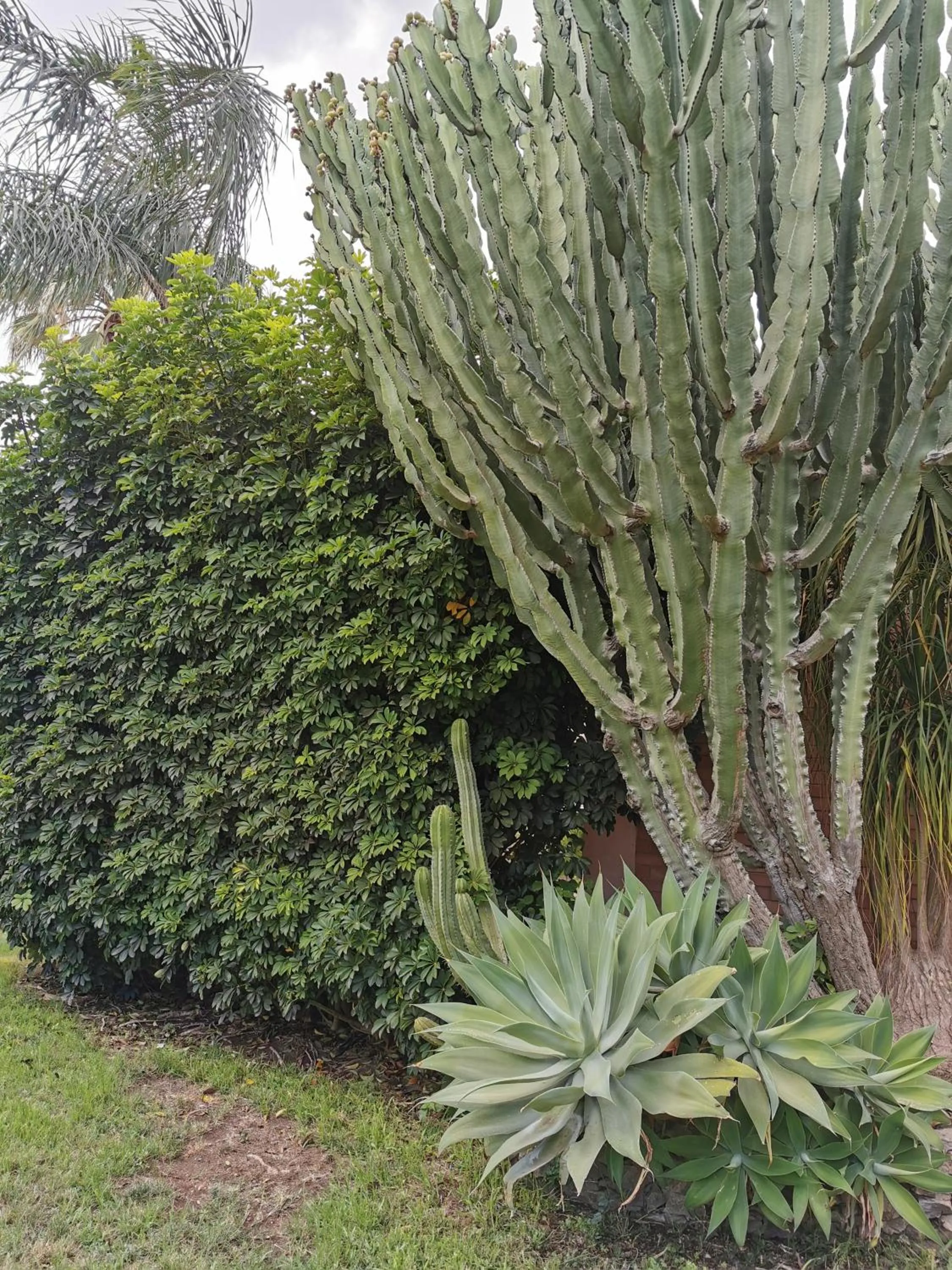 Garden in Villa Grande