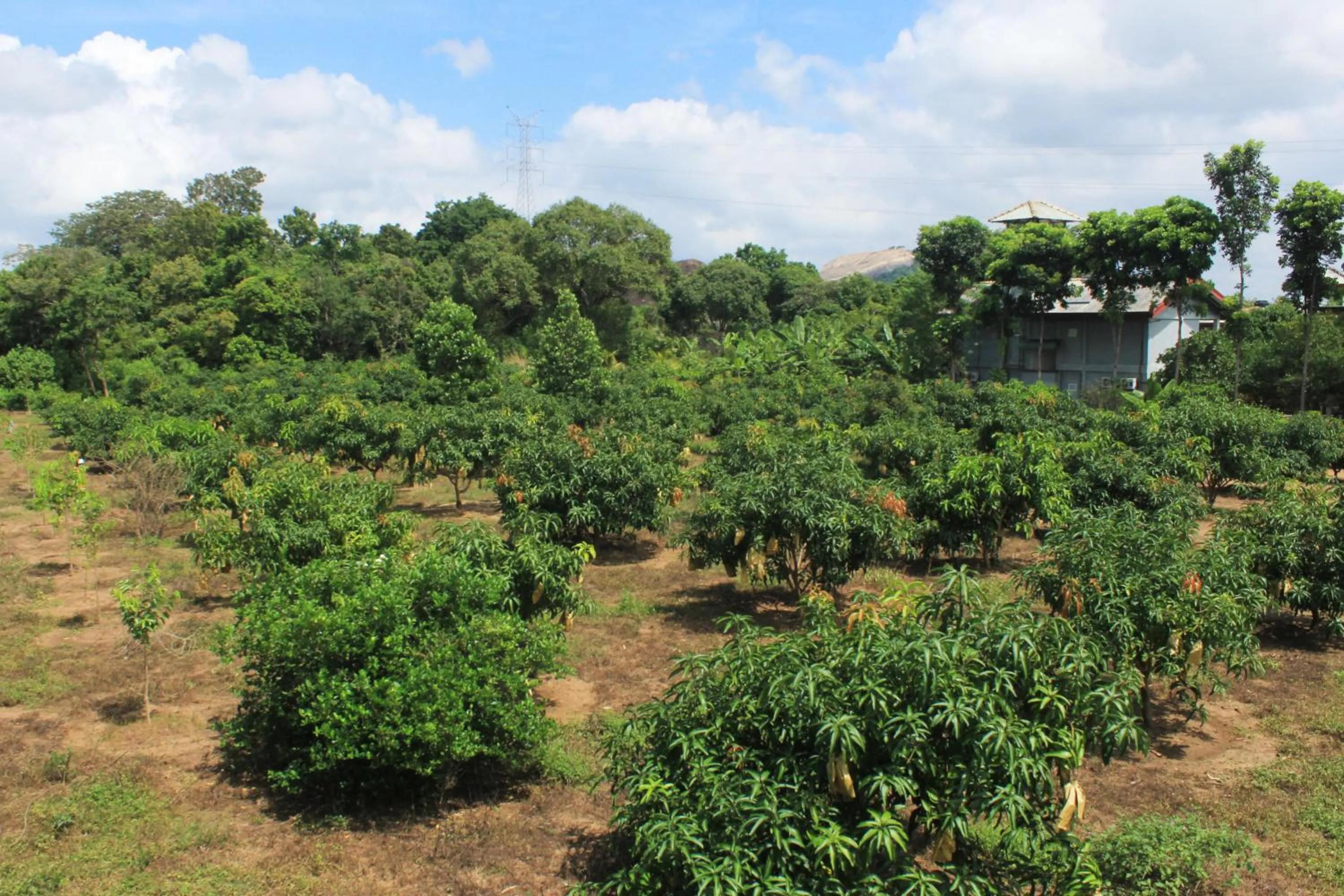 Garden in Green Hut Nature Resort