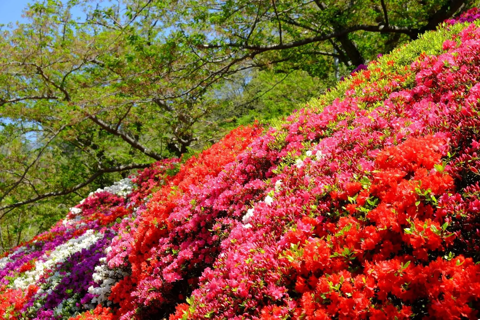 Spring in Scapes The Suite