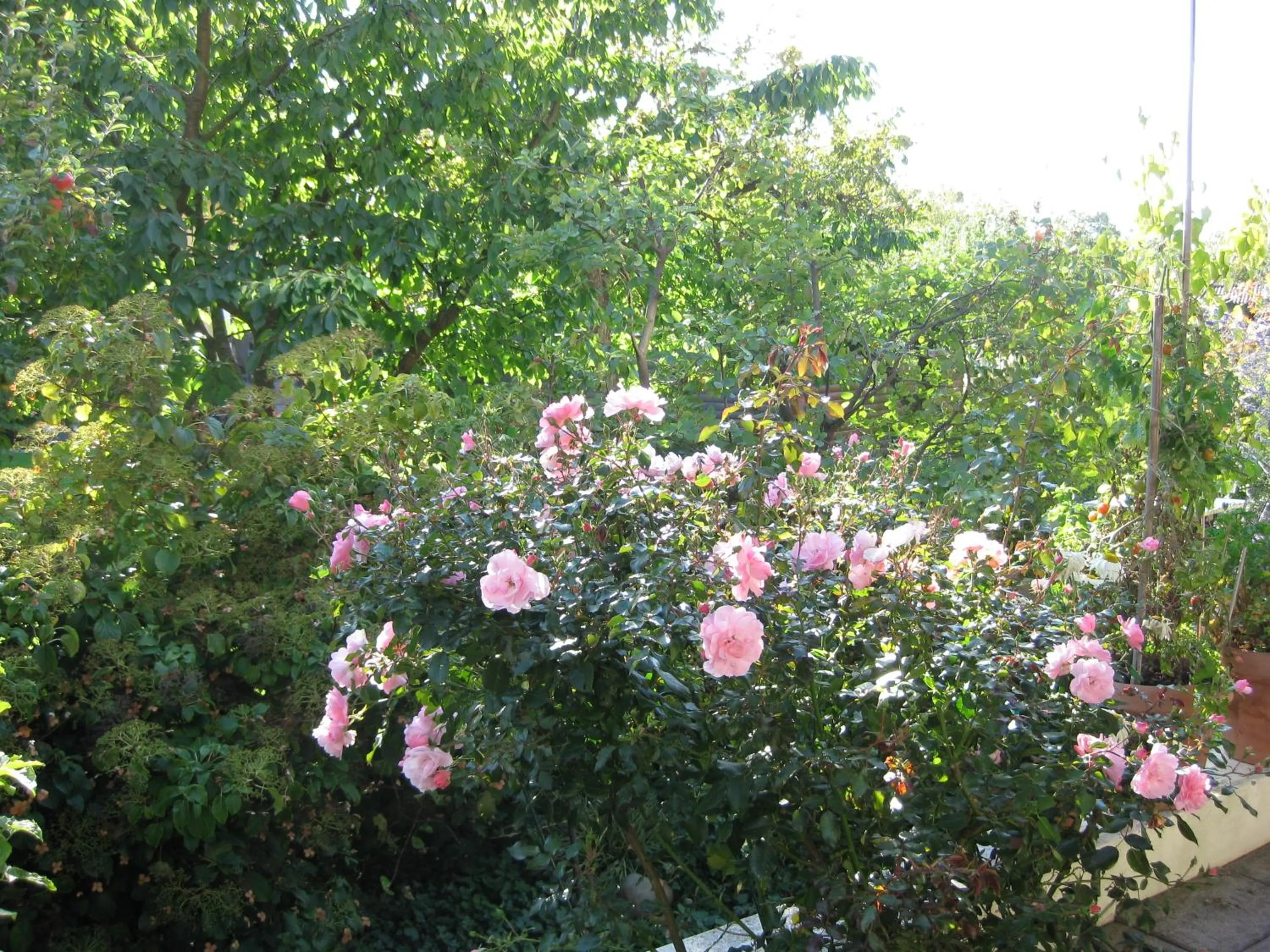 Garden in Nya Pallas Hotel