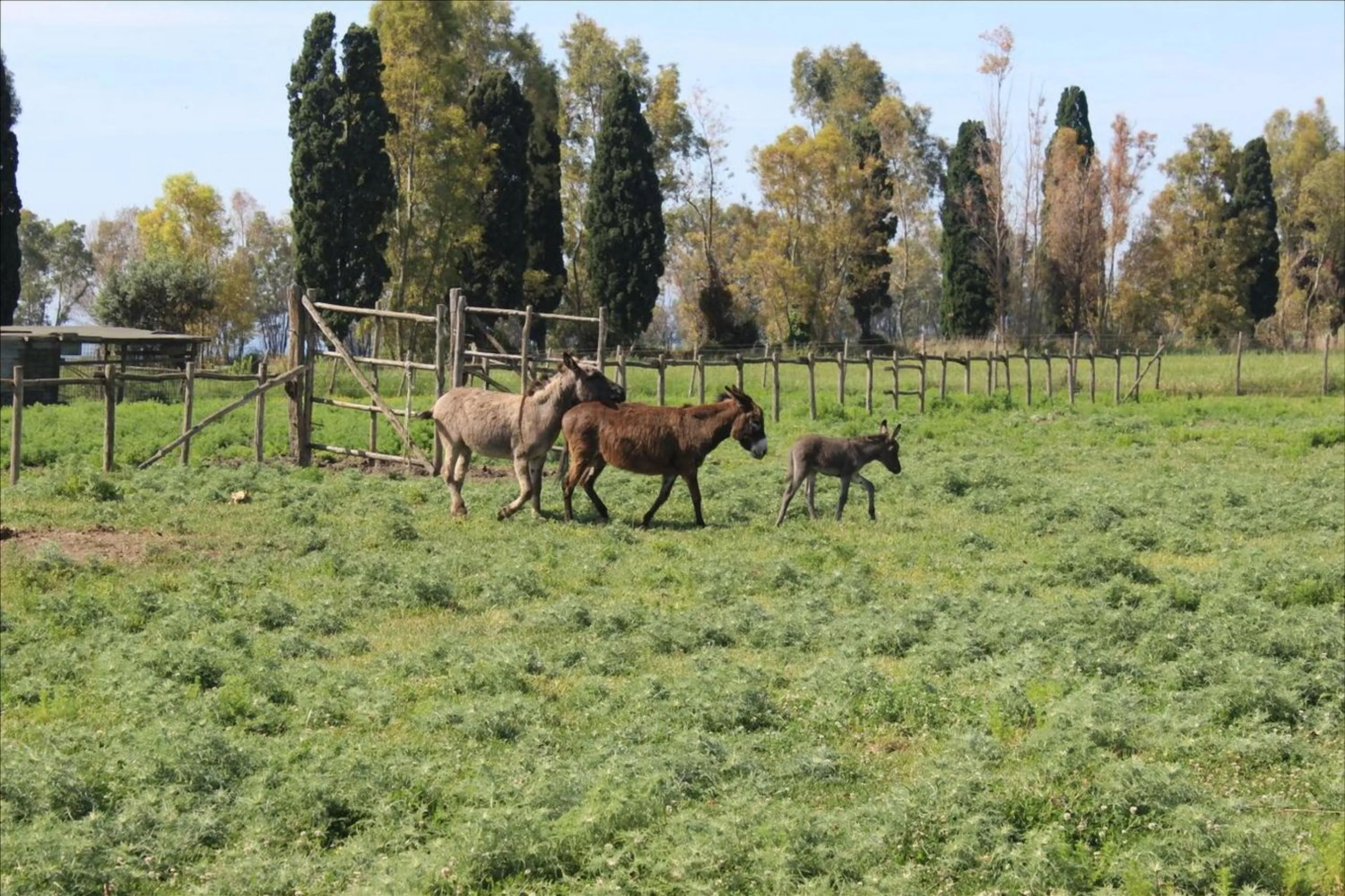 Pets in Podere Del Gesso