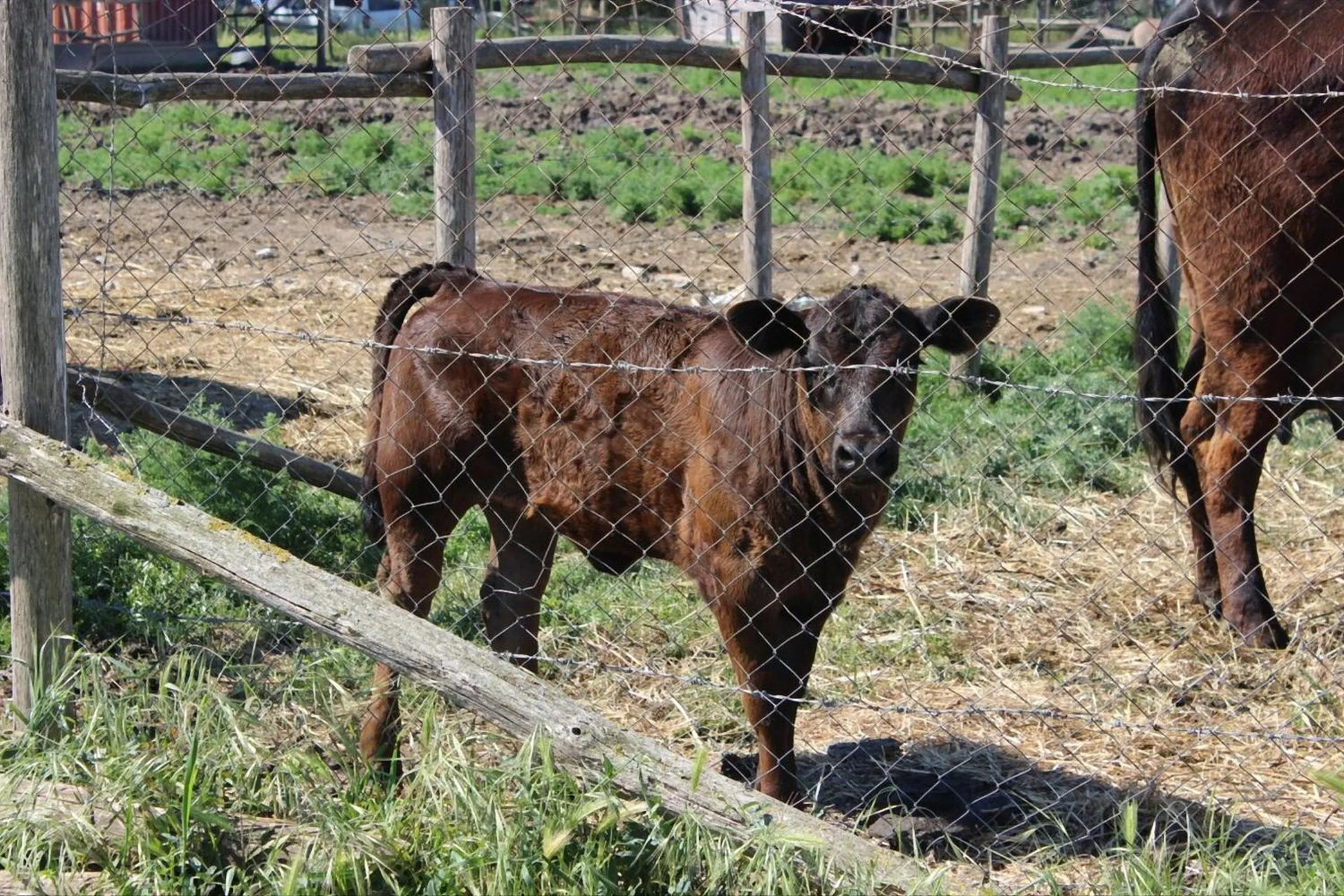 Pets in Podere Del Gesso