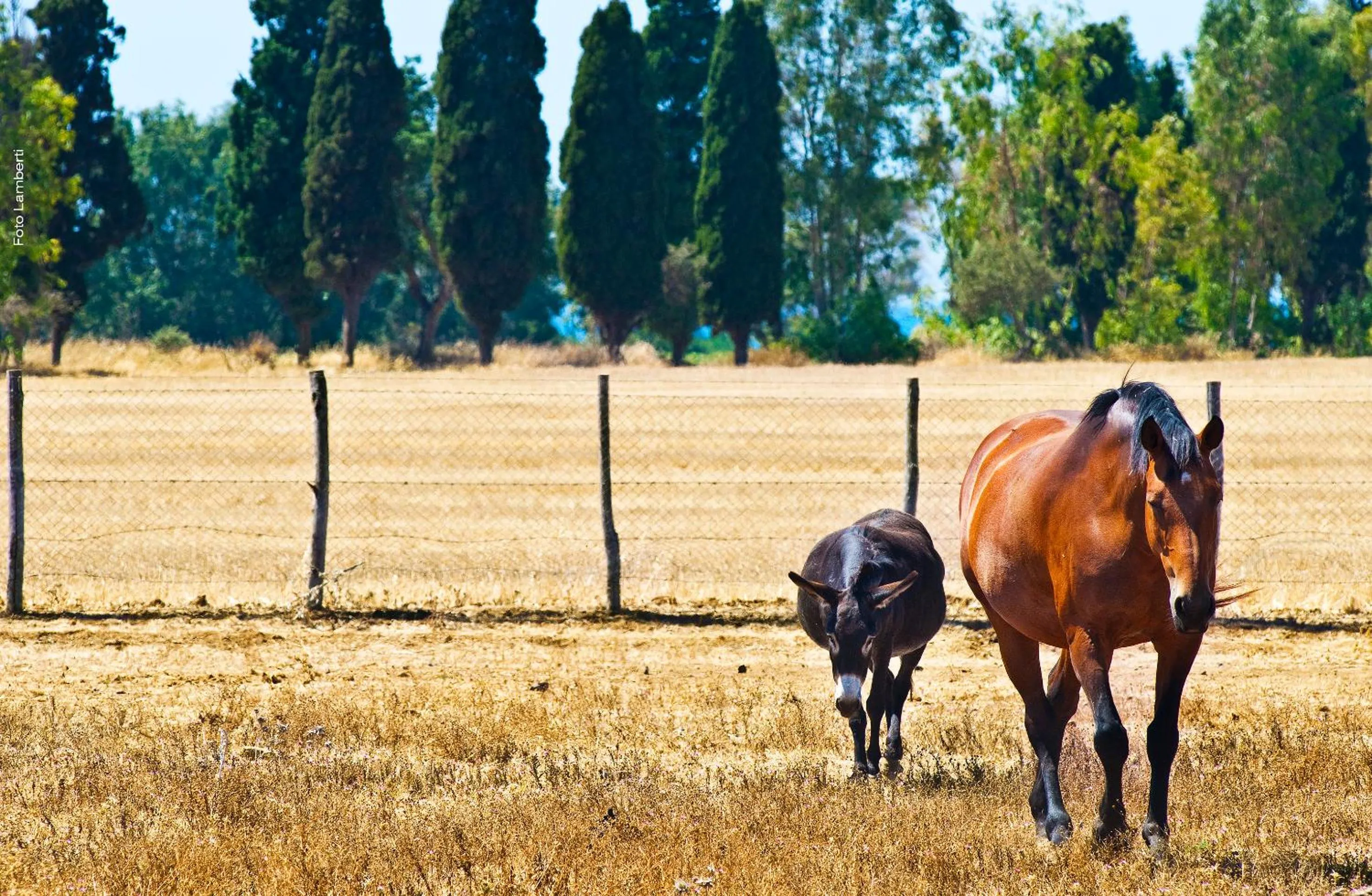 Animals in Podere Del Gesso