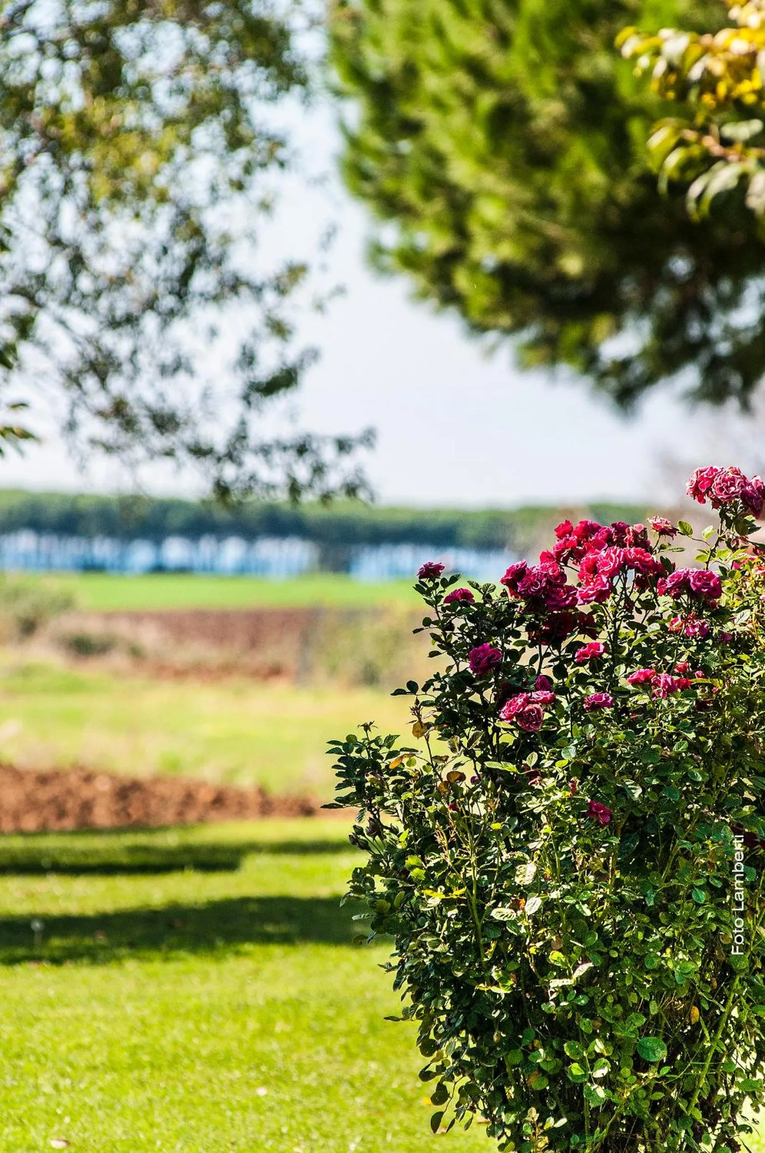 Garden in Podere Del Gesso