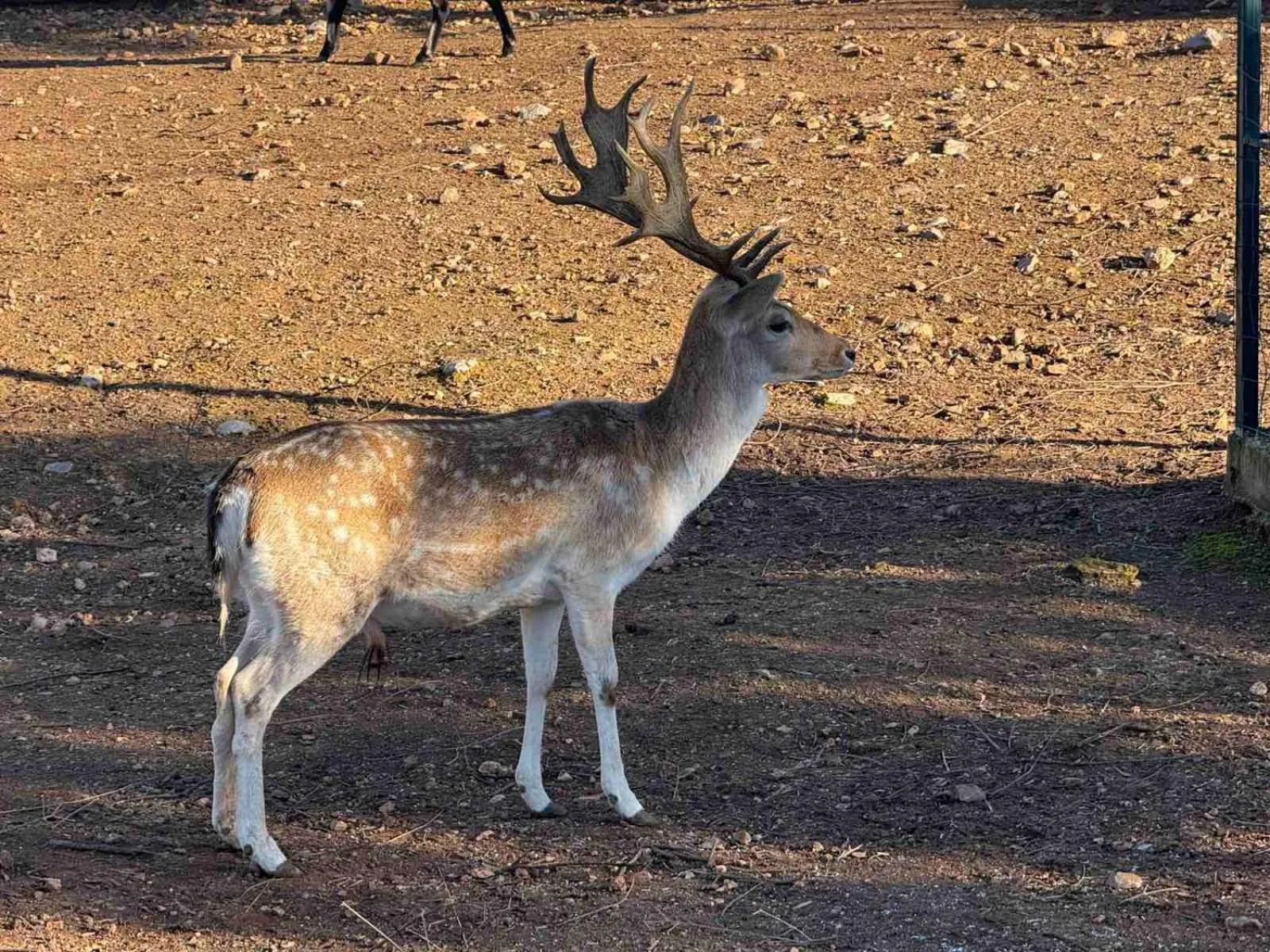 Animals in Anthidon Nature Estate & Farm