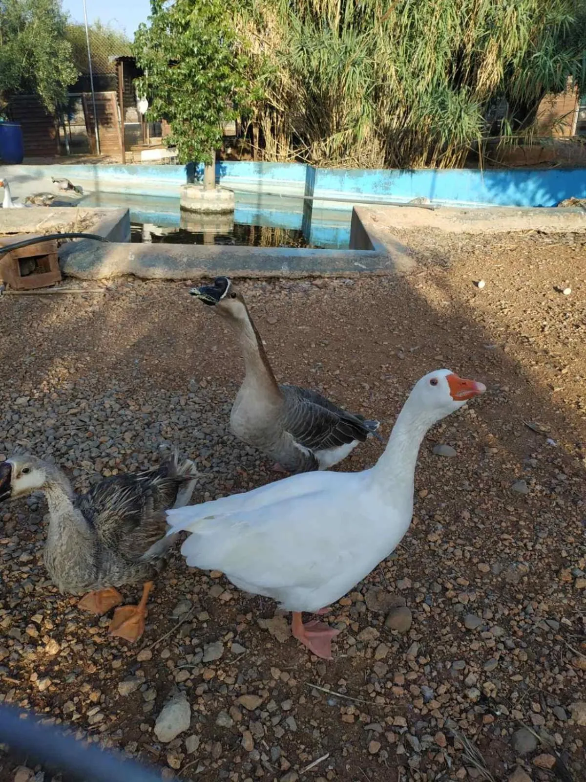 Property building in Anthidon Nature Estate & Farm